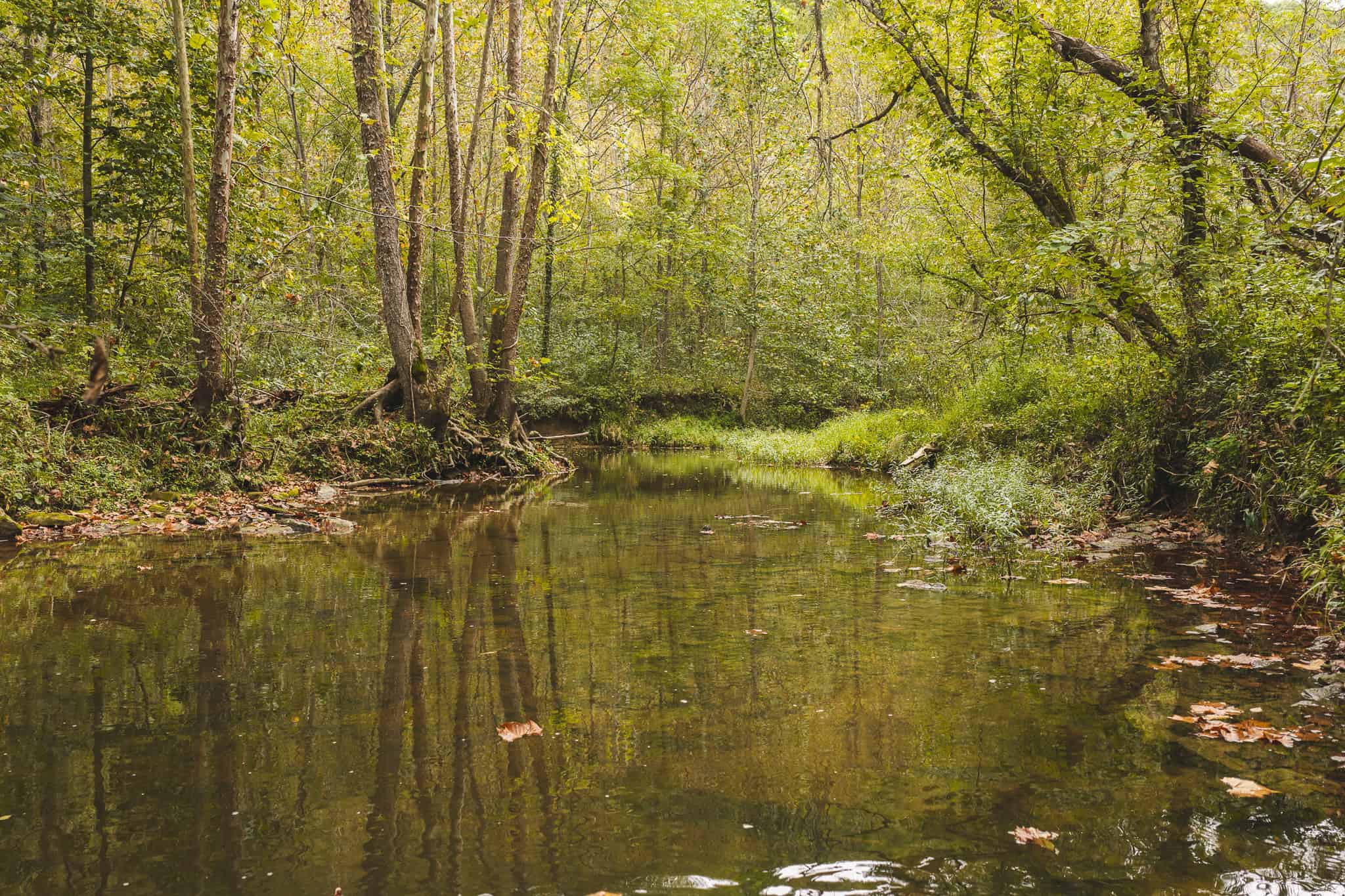 Auction-East Tennessee Hunting Land-Hawkins County-Creek Springs
