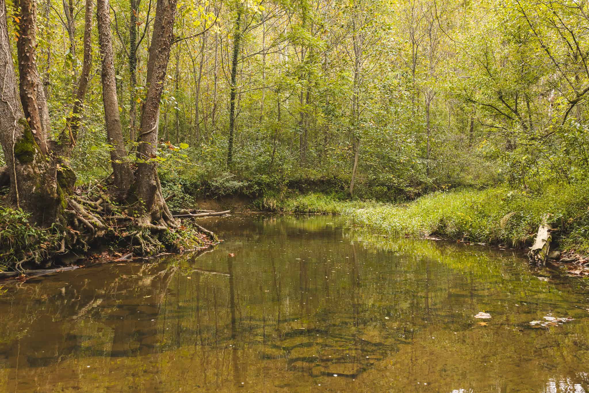 Auction-East Tennessee Hunting Land-Hawkins County-Creek Springs