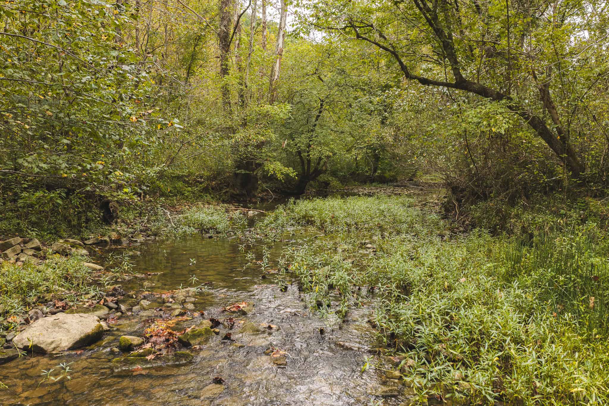 Auction-East Tennessee Hunting Land-Hawkins County-Creek Springs