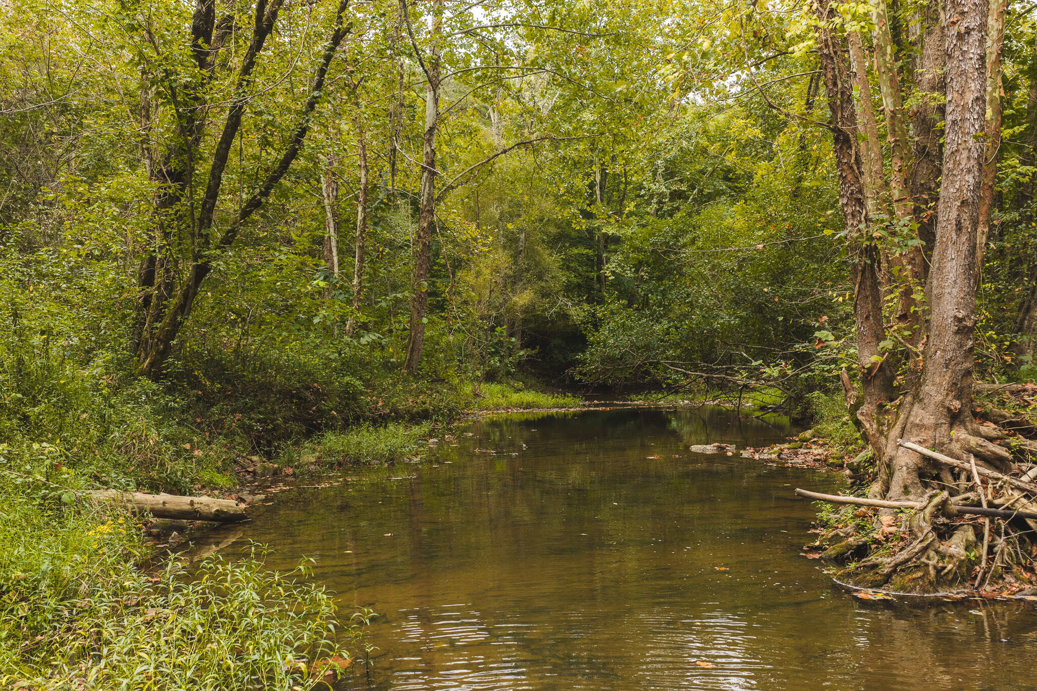 Auction-East Tennessee Hunting Land-Hawkins County-Creek Springs