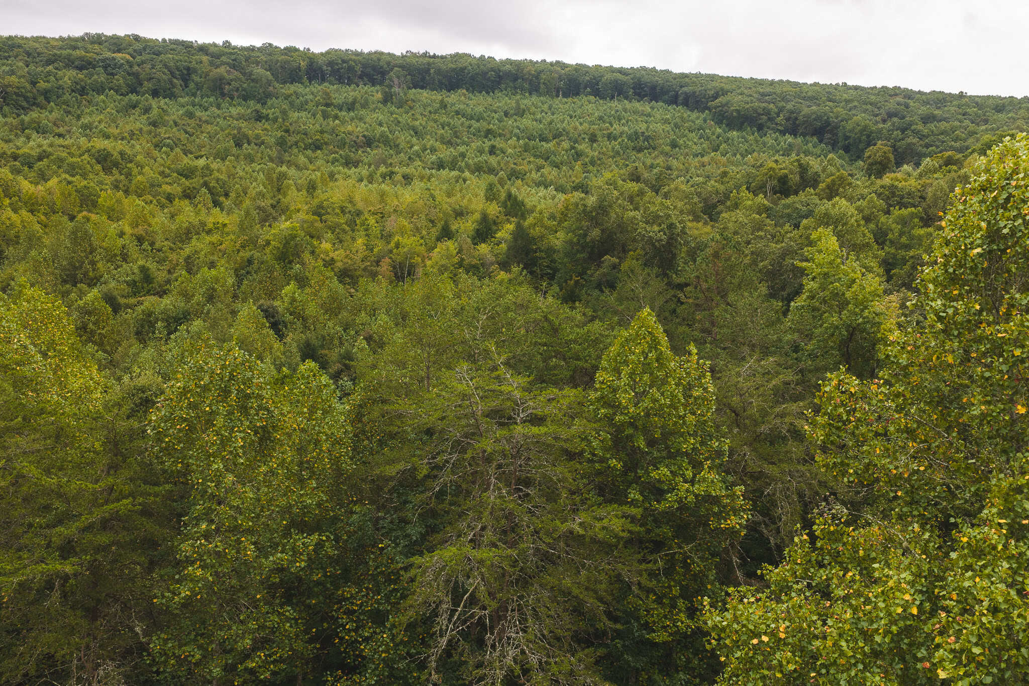 Auction-East Tennessee Hunting Land-Hawkins County-Creek Springs