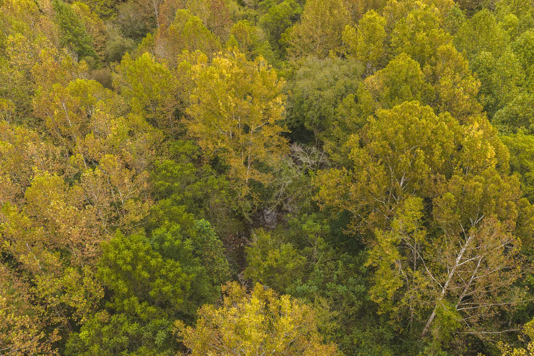 Auction-East Tennessee Hunting Land-Hawkins County-Creek Springs
