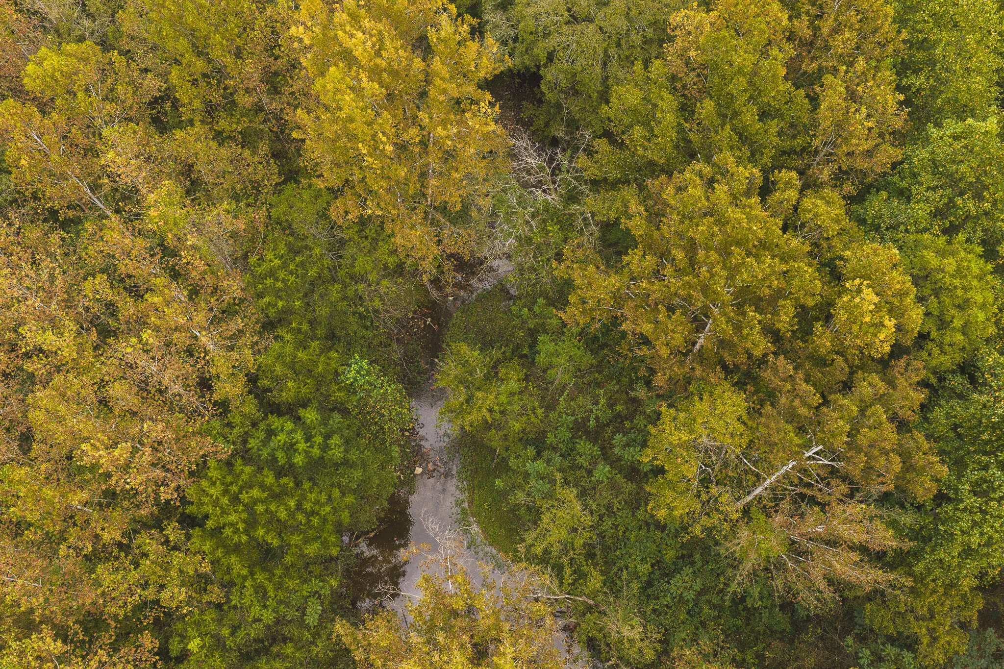 Auction-East Tennessee Hunting Land-Hawkins County-Creek Springs
