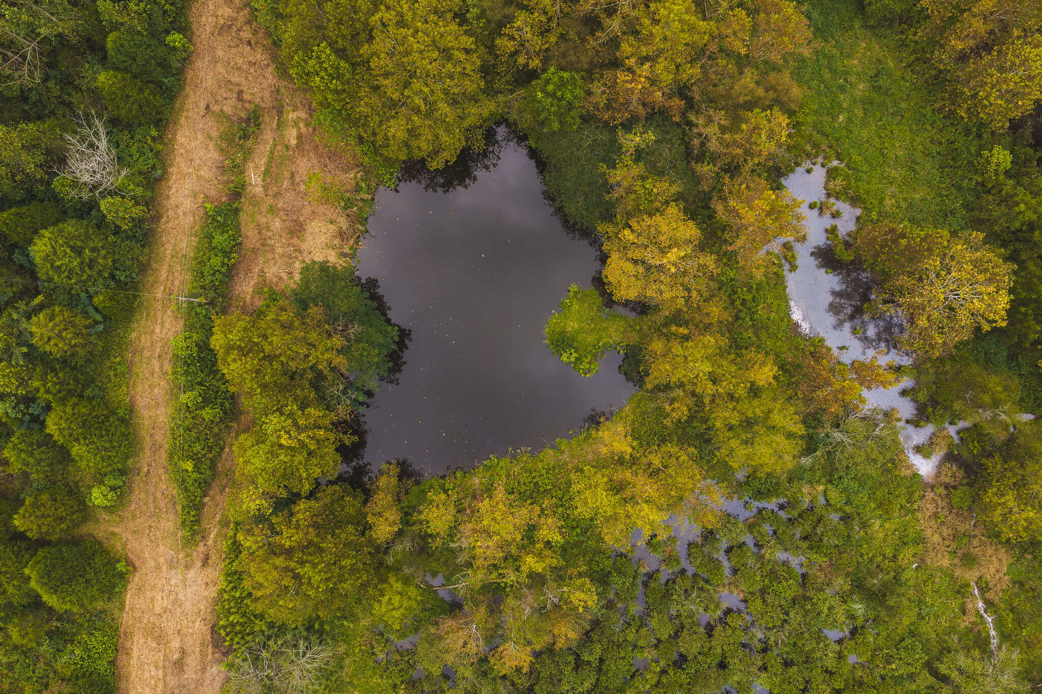Auction-East Tennessee Hunting Land-Hawkins County-Creek Springs