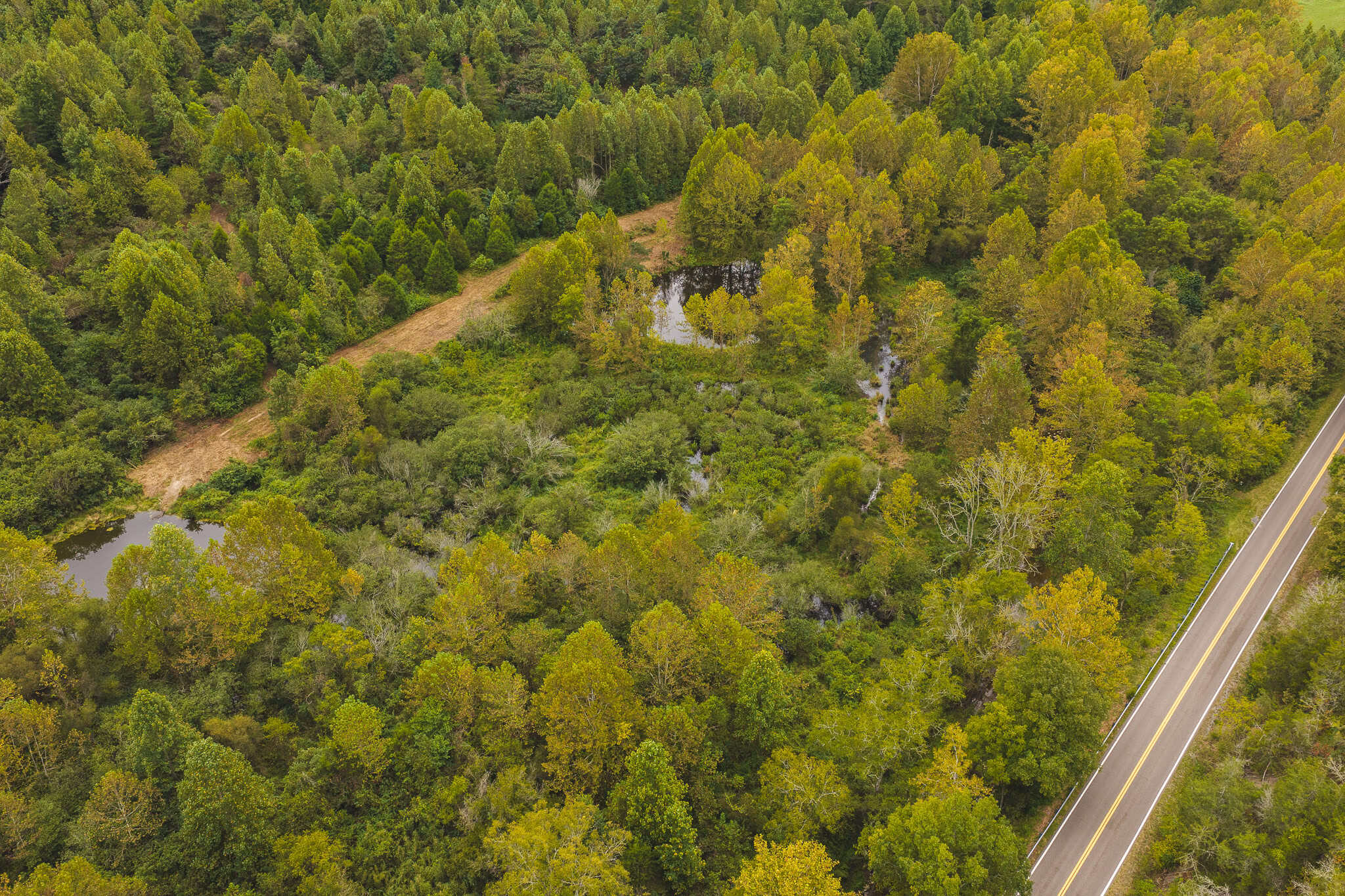 Auction-East Tennessee Hunting Land-Hawkins County-Creek Springs