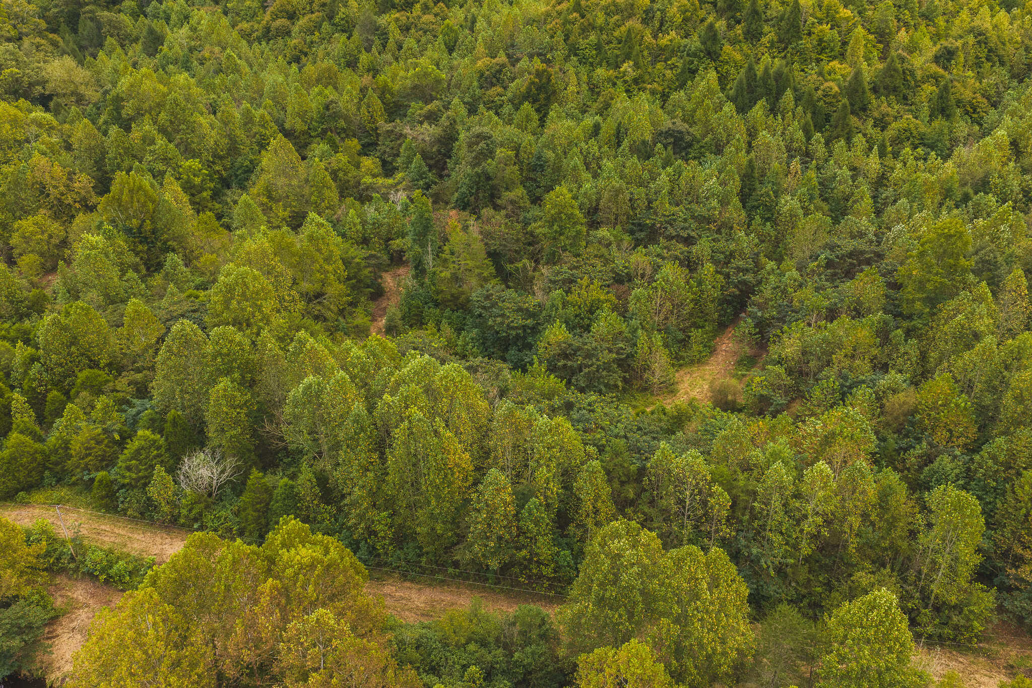 Auction-East Tennessee Hunting Land-Hawkins County-Creek Springs