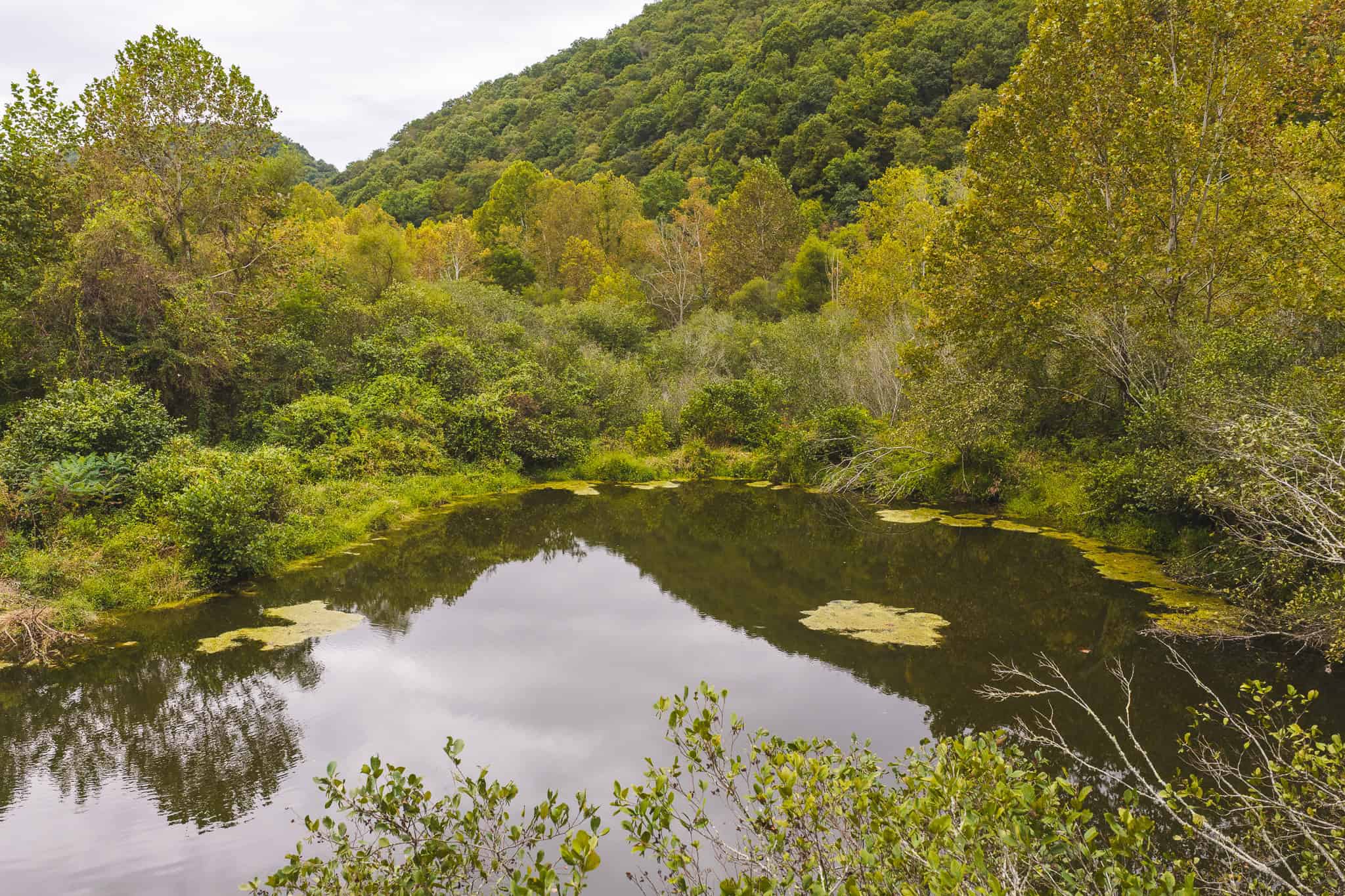 Auction-East Tennessee Hunting Land-Hawkins County-Creek Springs