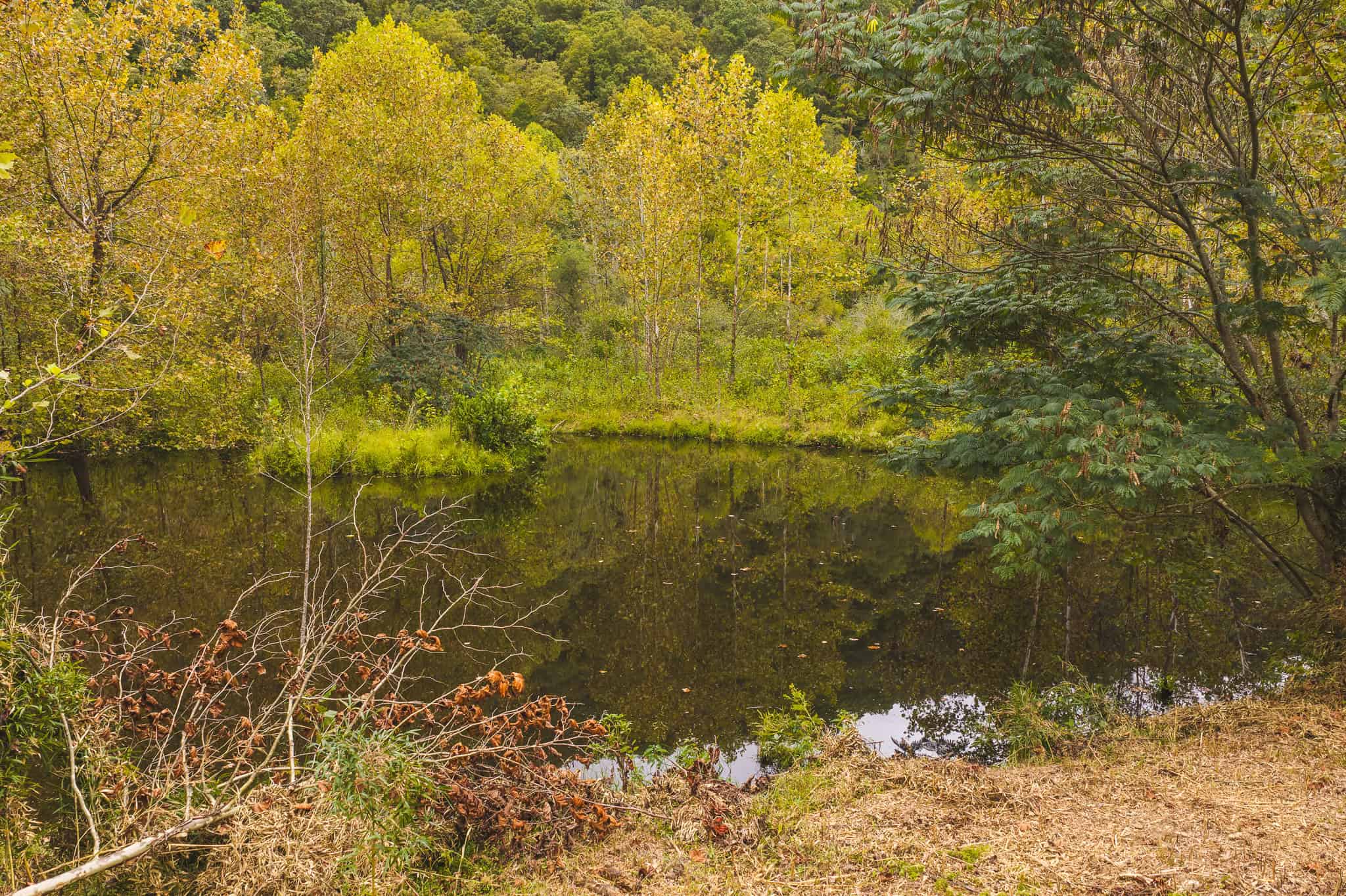 Auction-East Tennessee Hunting Land-Hawkins County-Creek Springs