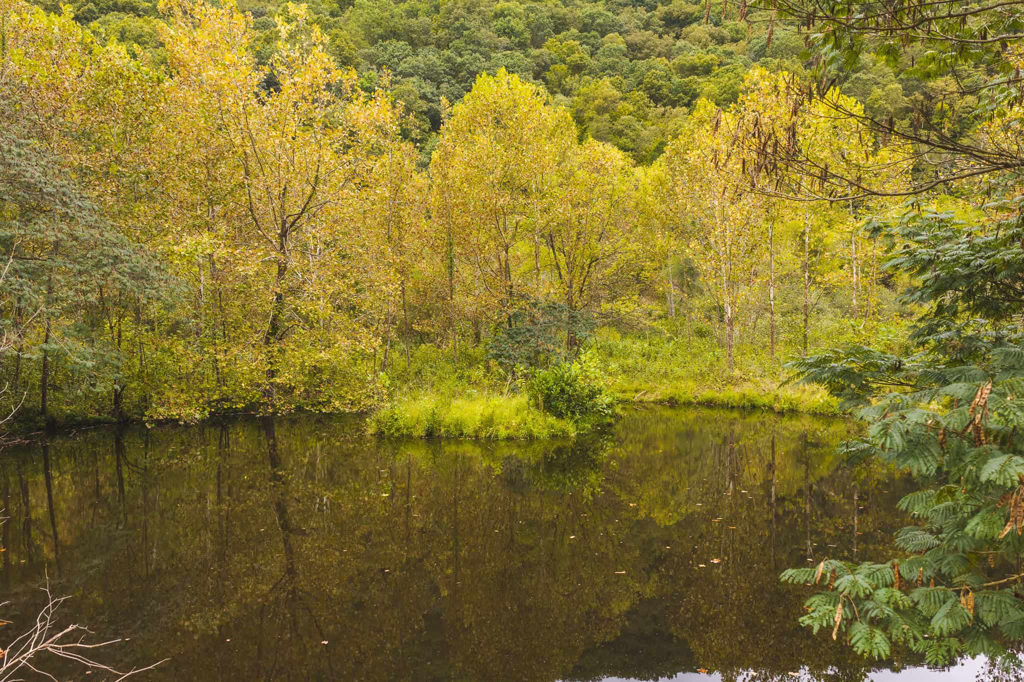 Auction-East Tennessee Hunting Land-Hawkins County-Creek Springs