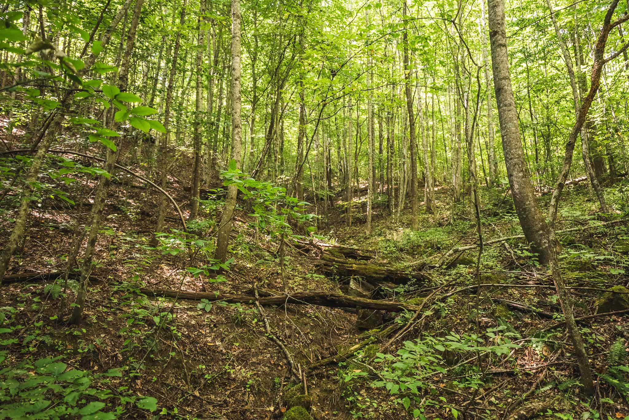 89.608 Acres | Claiborne County, TN | Adjoins Cumberland Trail – Auction