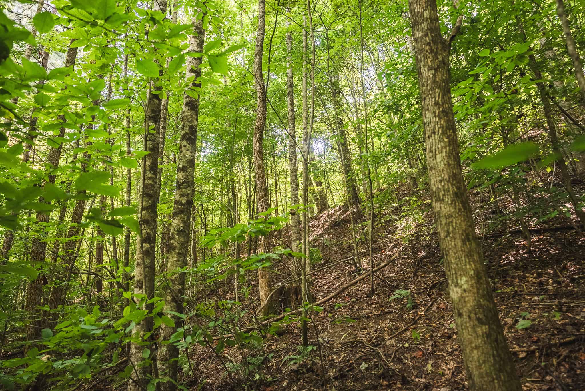 89.608 Acres | Claiborne County, TN | Adjoins Cumberland Trail – Auction