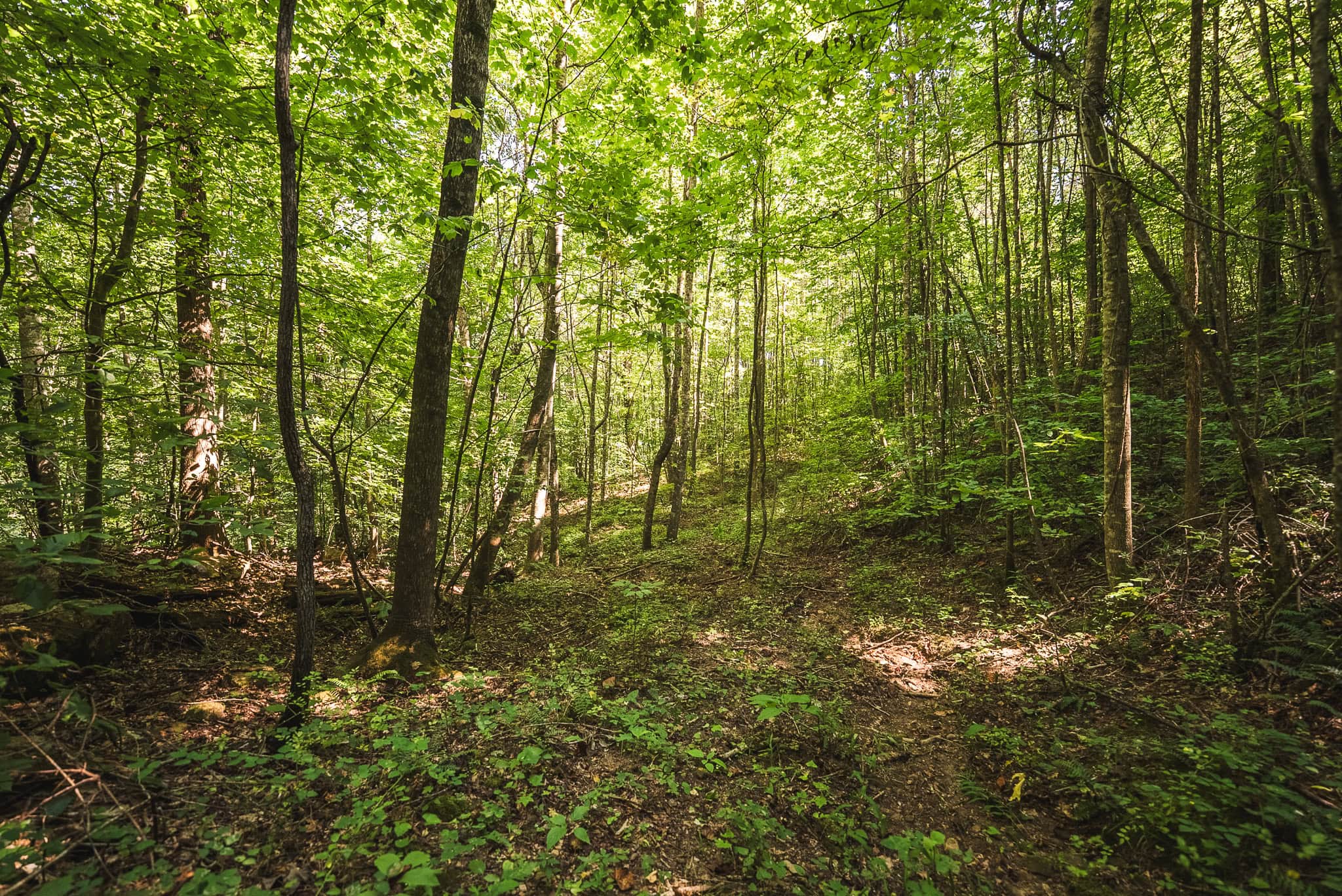 89.608 Acres | Claiborne County, TN | Adjoins Cumberland Trail – Auction