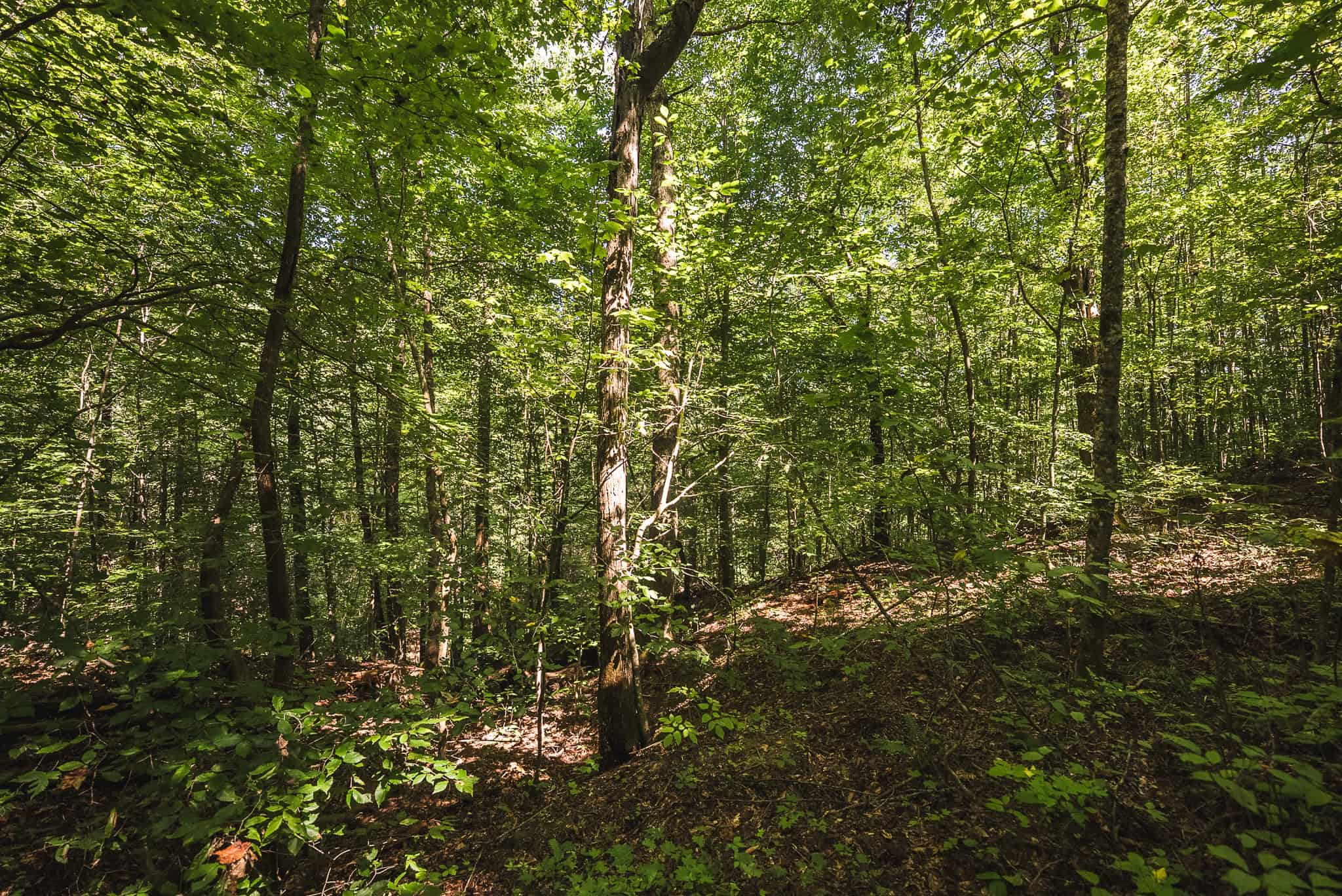 89.608 Acres | Claiborne County, TN | Adjoins Cumberland Trail – Auction