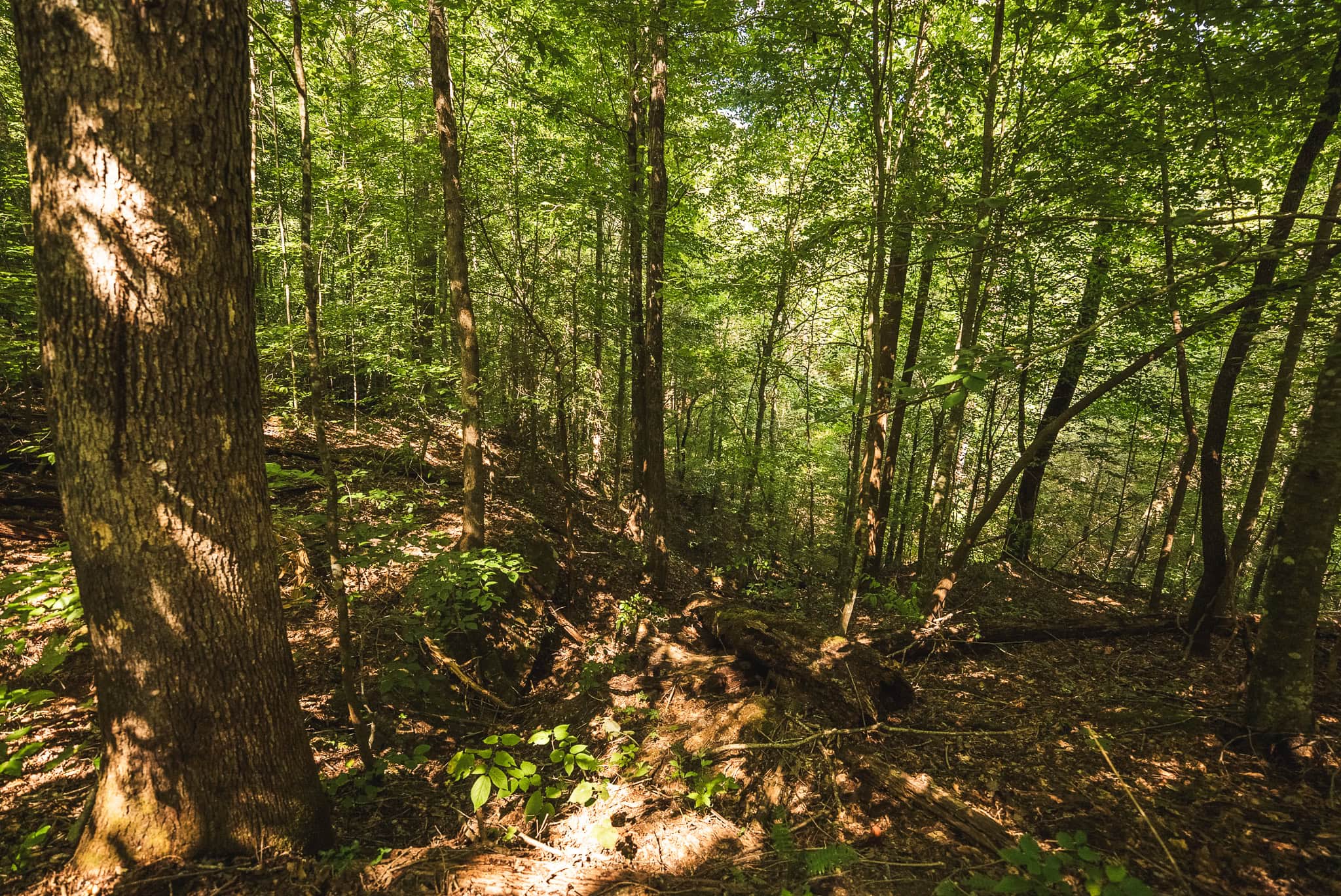 89.608 Acres | Claiborne County, TN | Adjoins Cumberland Trail – Auction