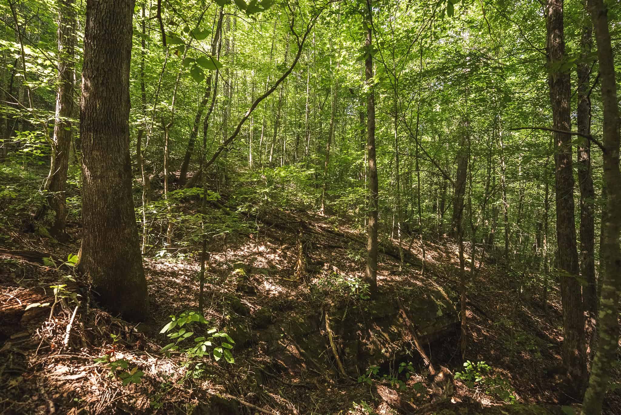 89.608 Acres | Claiborne County, TN | Adjoins Cumberland Trail – Auction