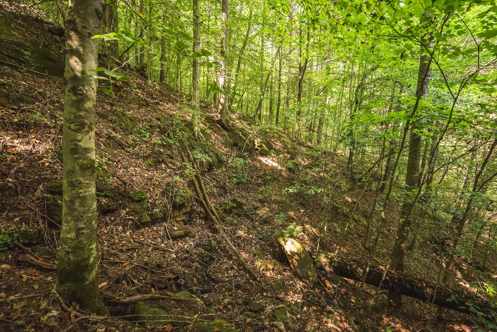 89.608 Acres | Claiborne County, TN | Adjoins Cumberland Trail – Auction