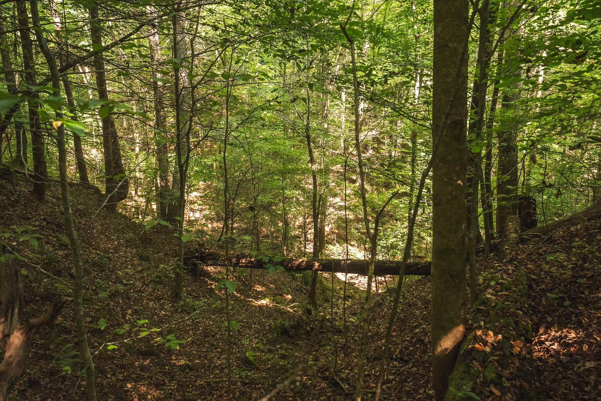 89.608 Acres | Claiborne County, TN | Adjoins Cumberland Trail – Auction