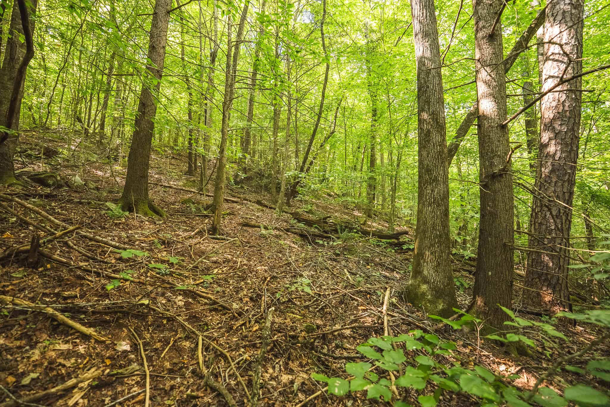 89.608 Acres | Claiborne County, TN | Adjoins Cumberland Trail – Auction