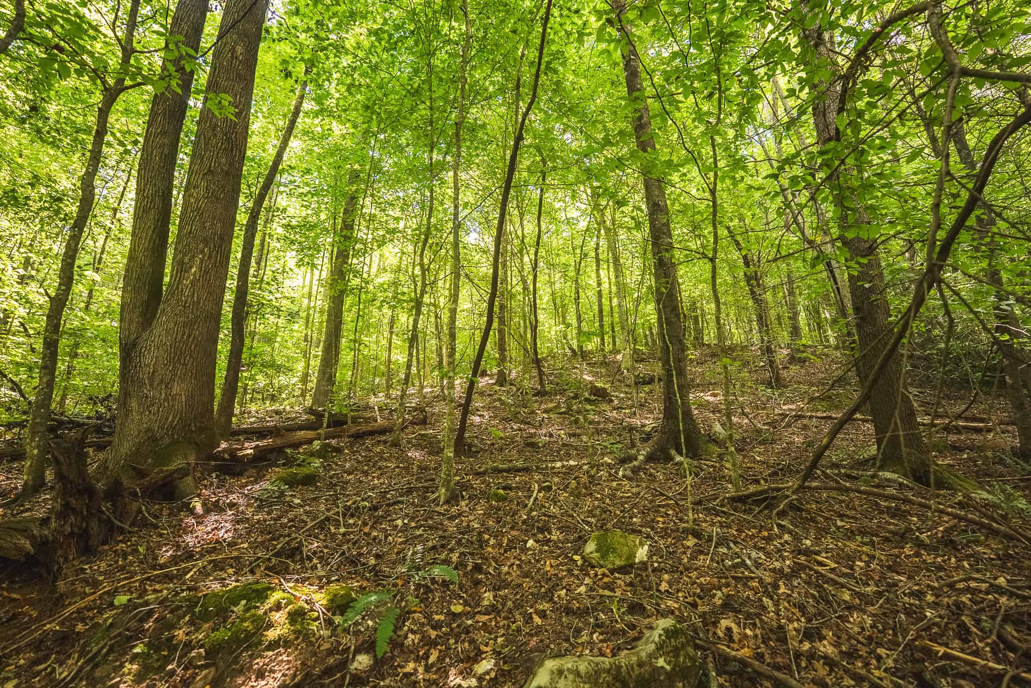 89.608 Acres | Claiborne County, TN | Adjoins Cumberland Trail – Auction