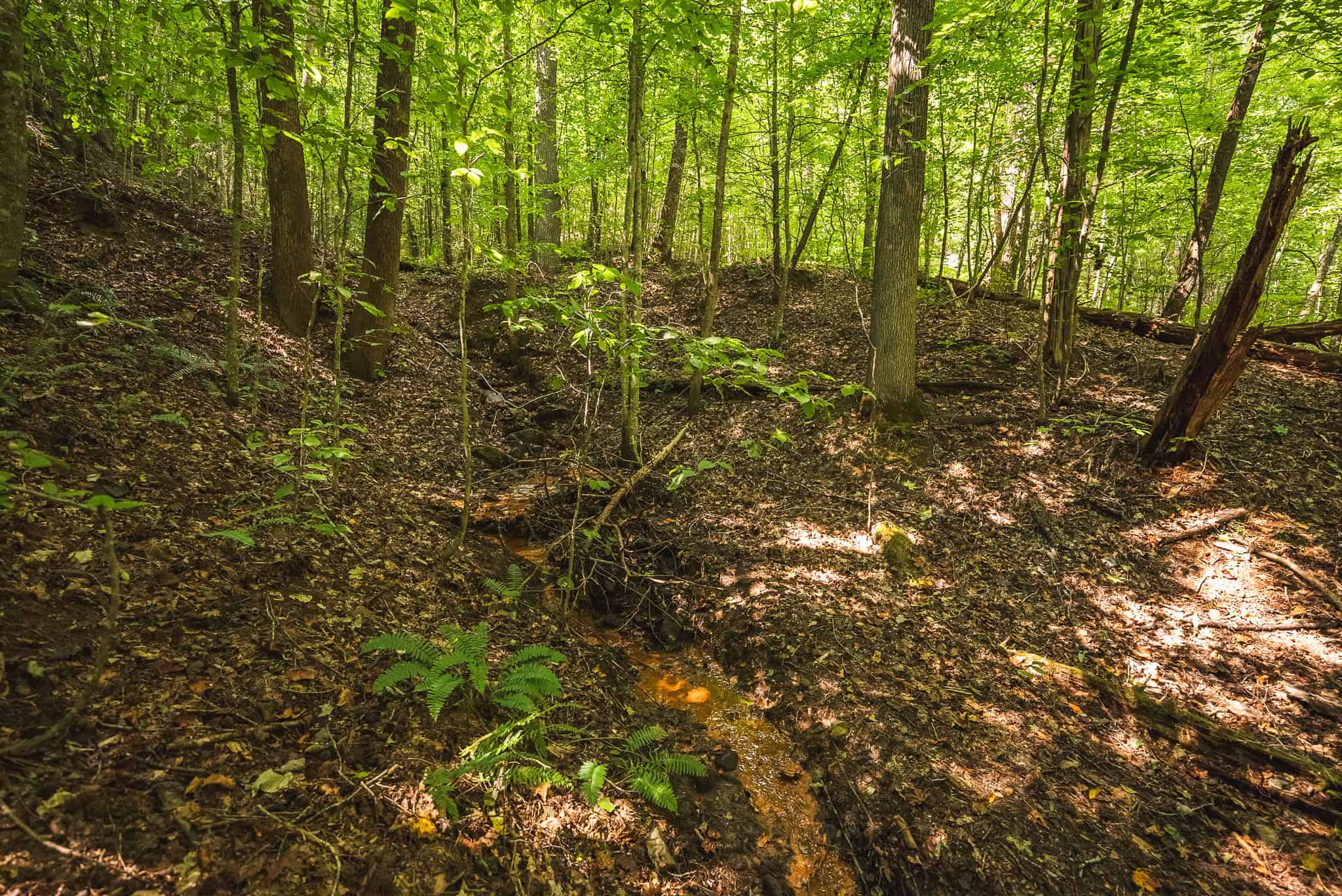 89.608 Acres | Claiborne County, TN | Adjoins Cumberland Trail – Auction