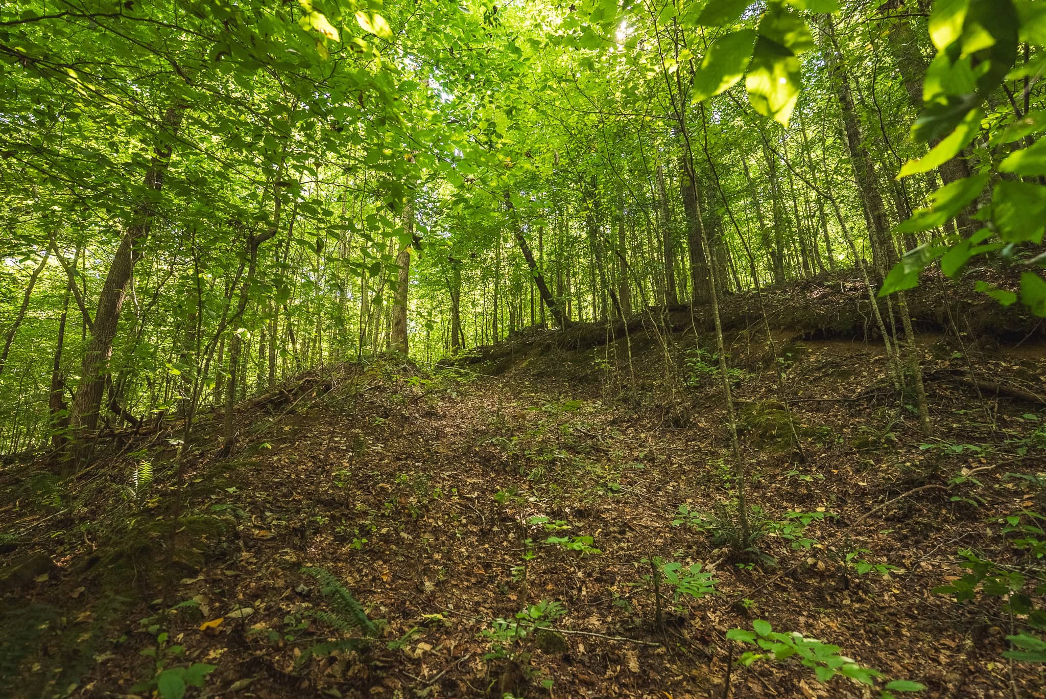 89.608 Acres | Claiborne County, TN | Adjoins Cumberland Trail – Auction