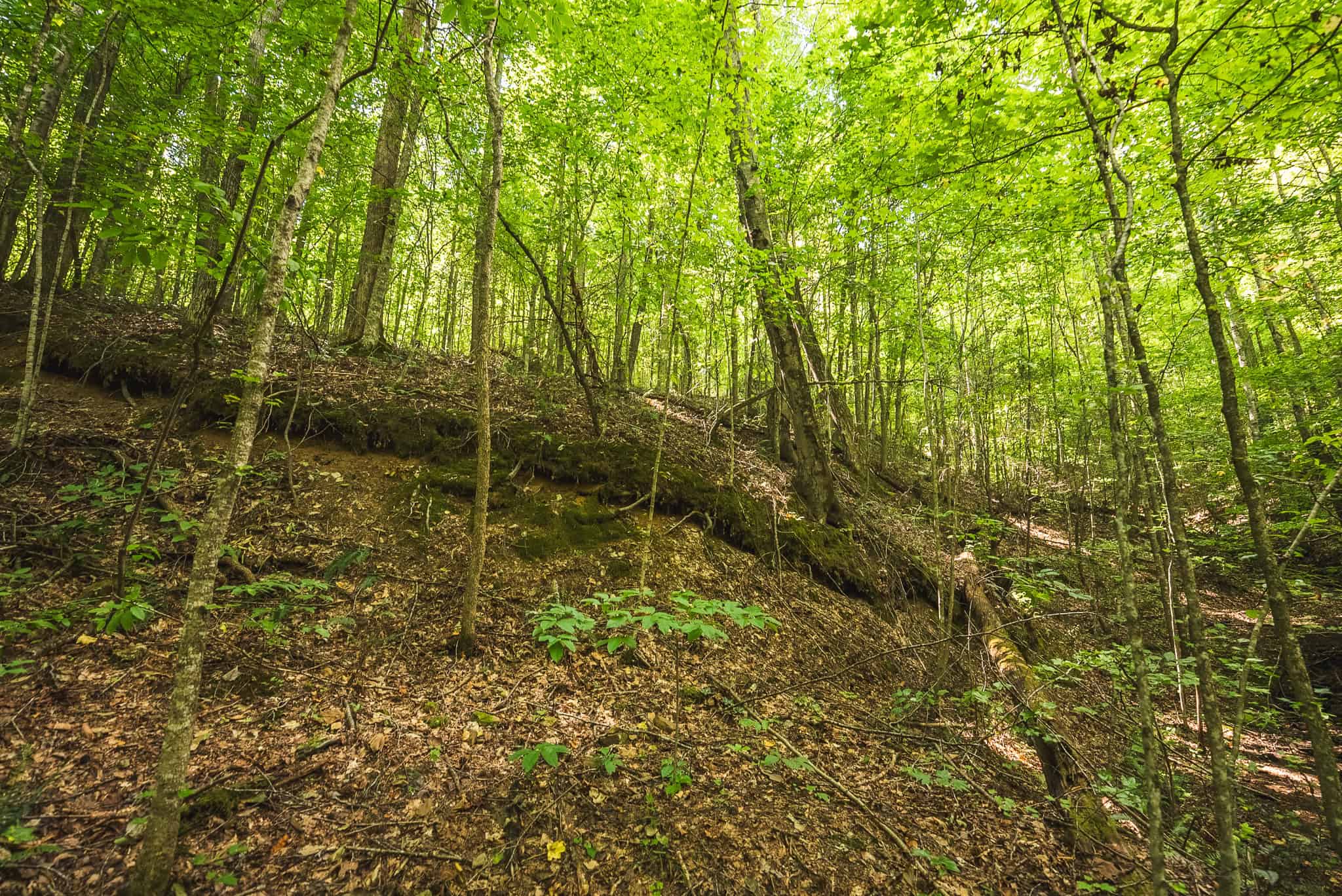 89.608 Acres | Claiborne County, TN | Adjoins Cumberland Trail – Auction
