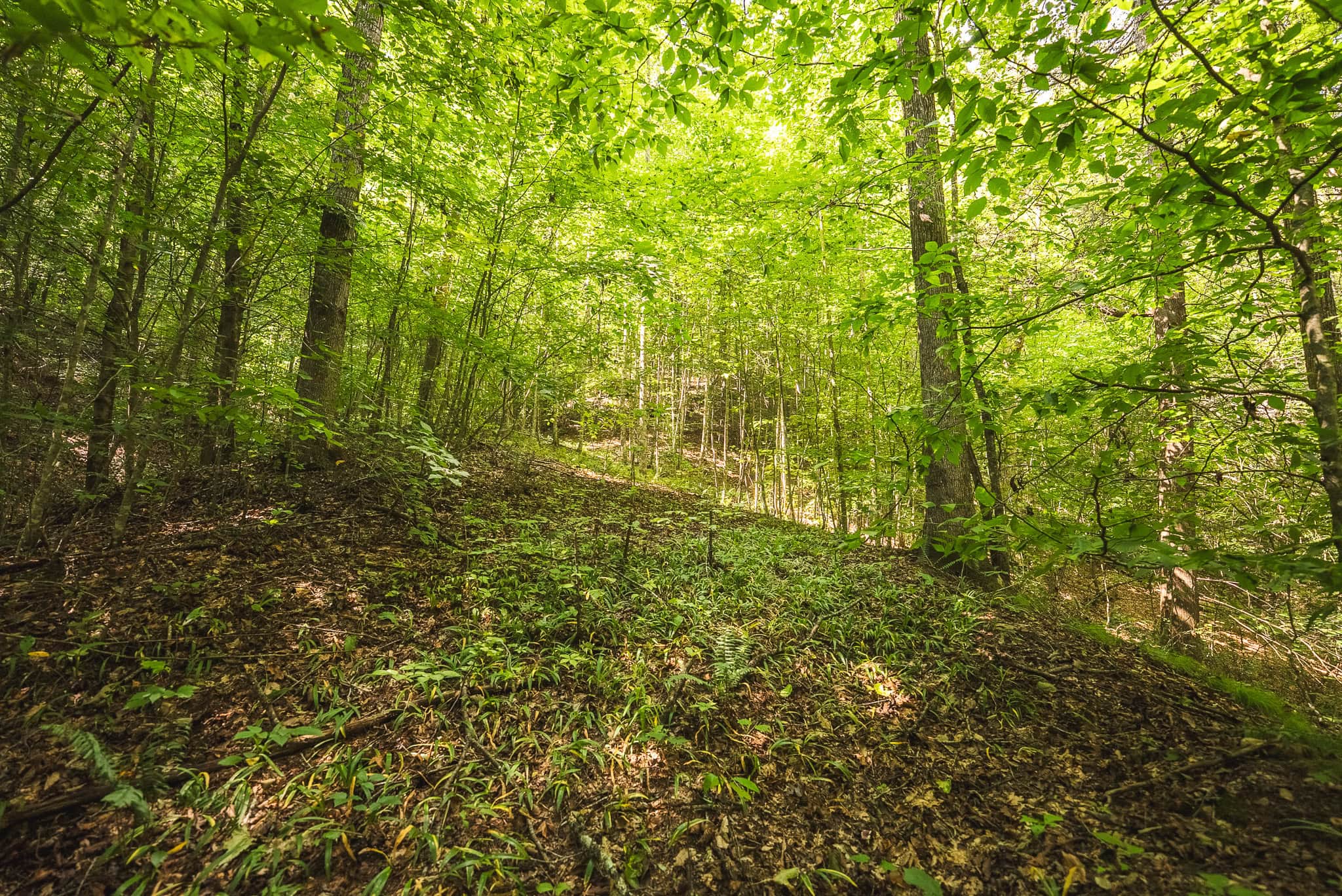 89.608 Acres | Claiborne County, TN | Adjoins Cumberland Trail – Auction
