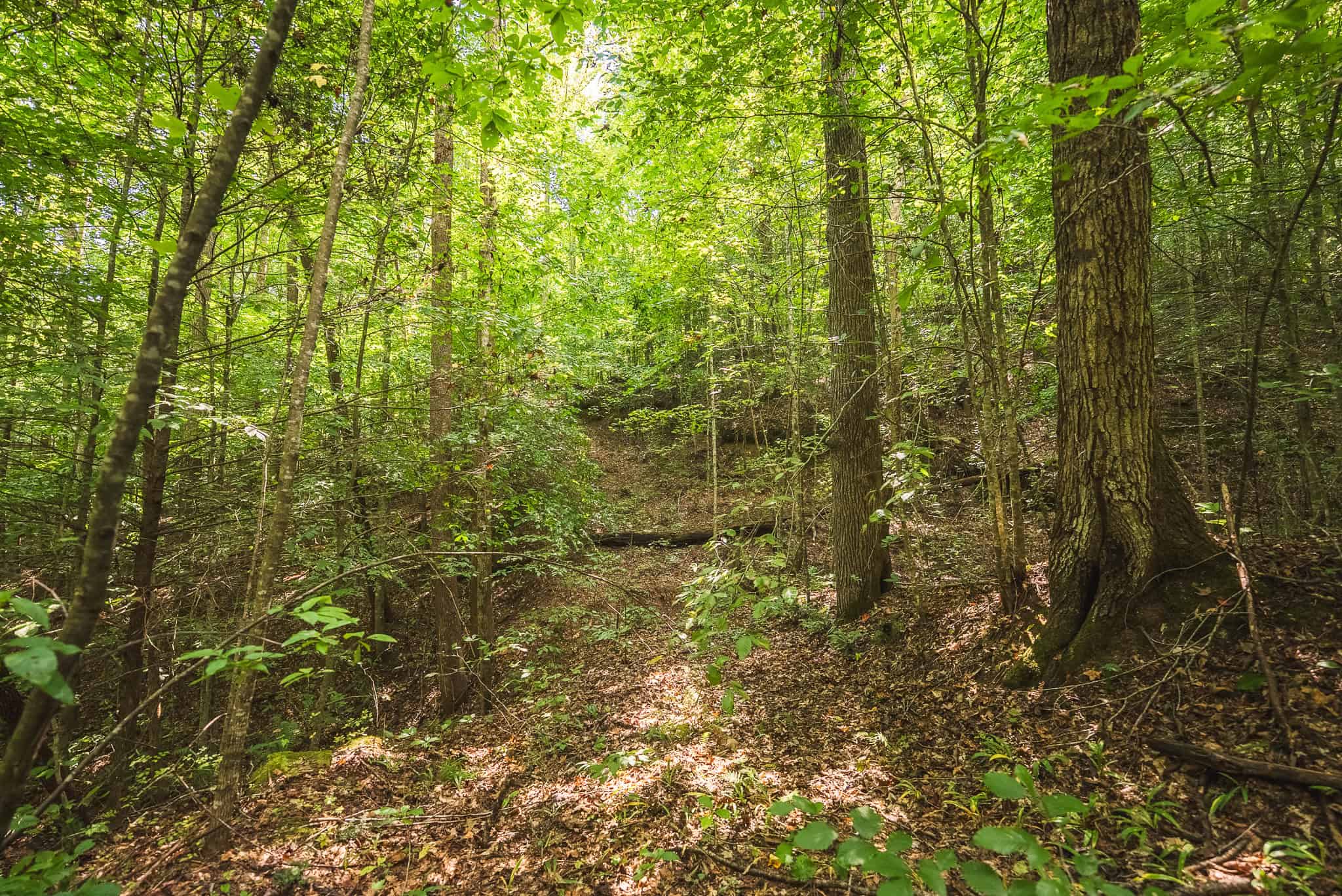 89.608 Acres | Claiborne County, TN | Adjoins Cumberland Trail – Auction