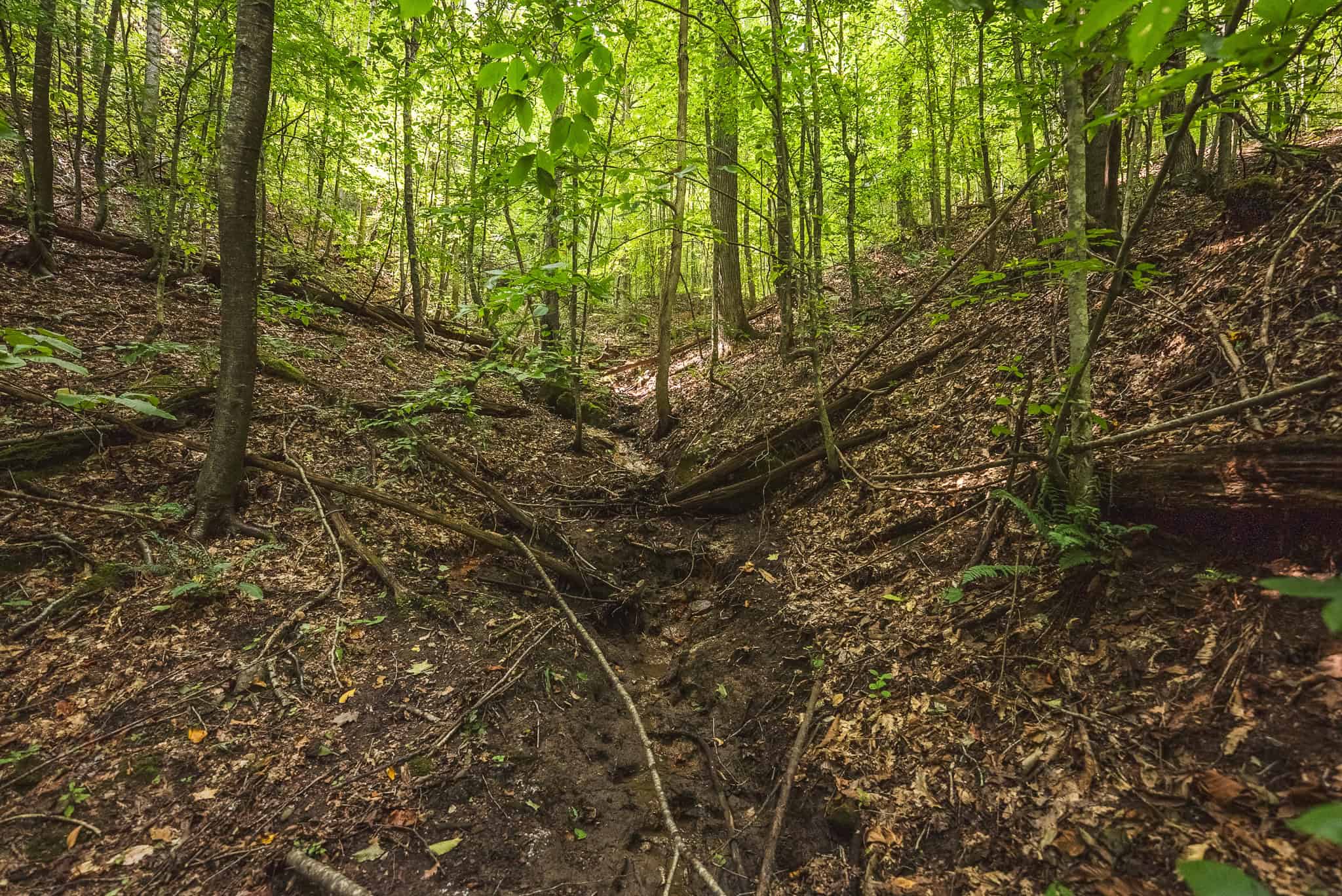 89.608 Acres | Claiborne County, TN | Adjoins Cumberland Trail – Auction