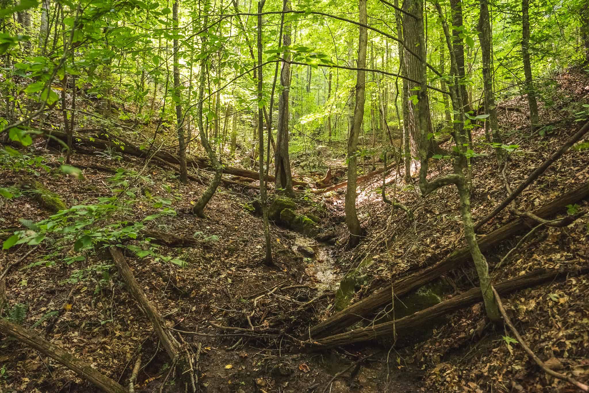 89.608 Acres | Claiborne County, TN | Adjoins Cumberland Trail – Auction