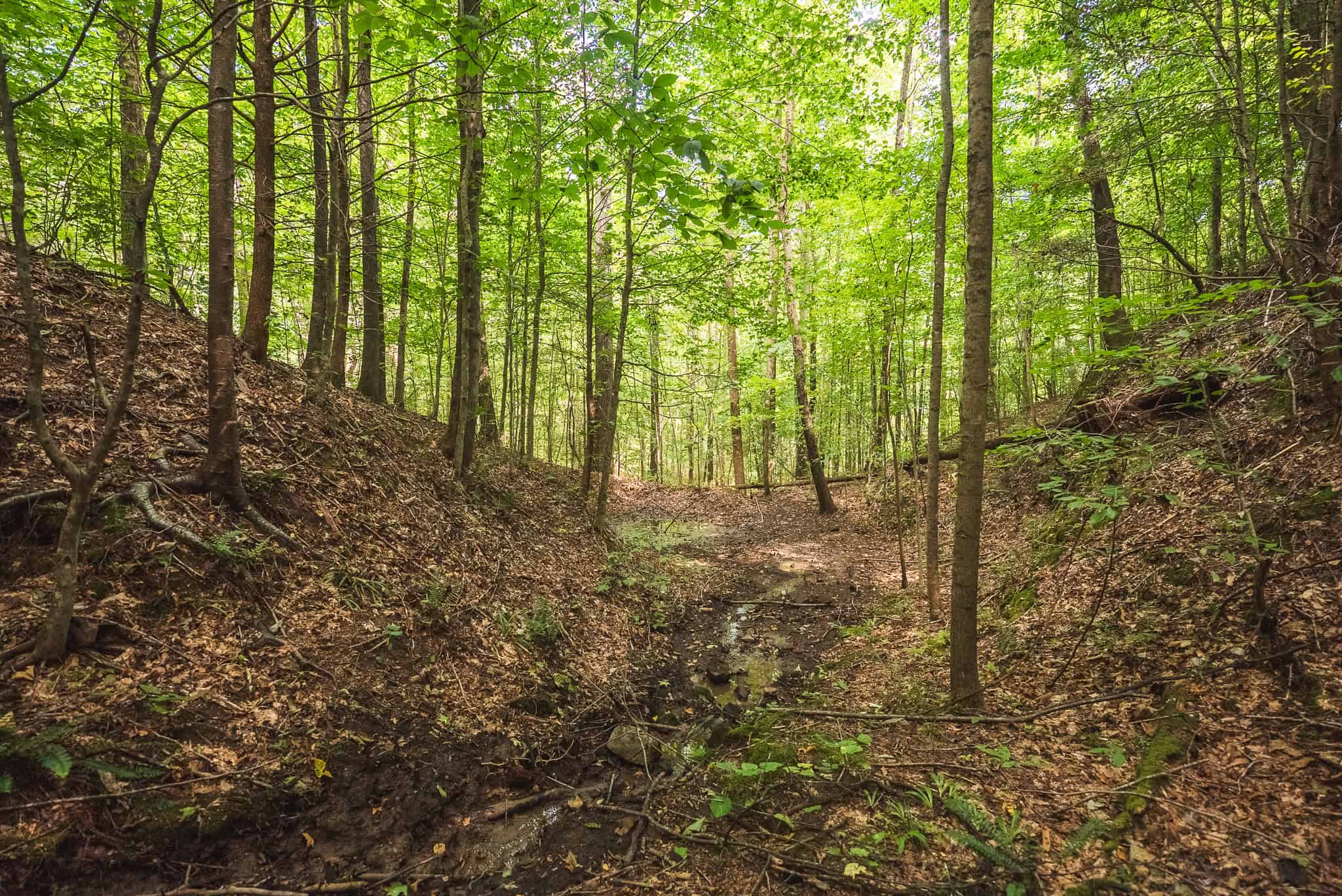 89.608 Acres | Claiborne County, TN | Adjoins Cumberland Trail – Auction