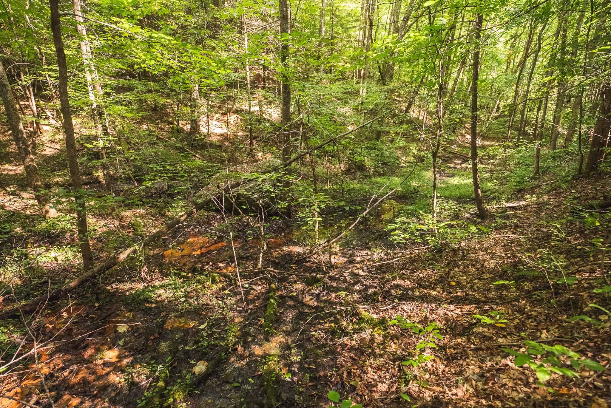 89.608 Acres | Claiborne County, TN | Adjoins Cumberland Trail – Auction