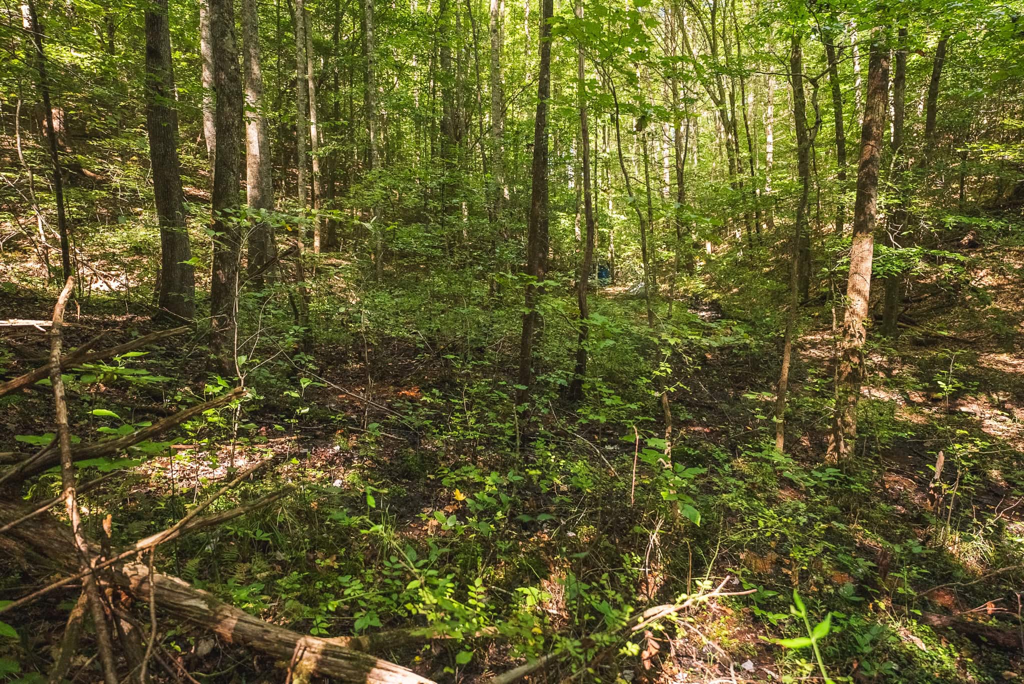 89.608 Acres | Claiborne County, TN | Adjoins Cumberland Trail – Auction