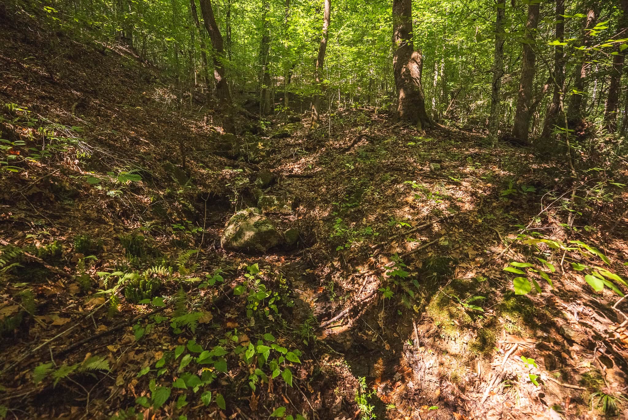 89.608 Acres | Claiborne County, TN | Adjoins Cumberland Trail – Auction