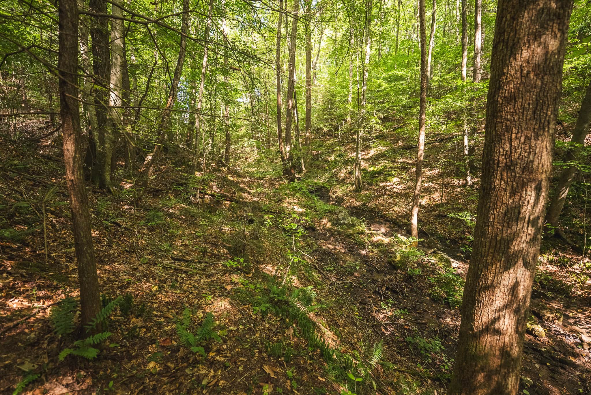 89.608 Acres | Claiborne County, TN | Adjoins Cumberland Trail – Auction