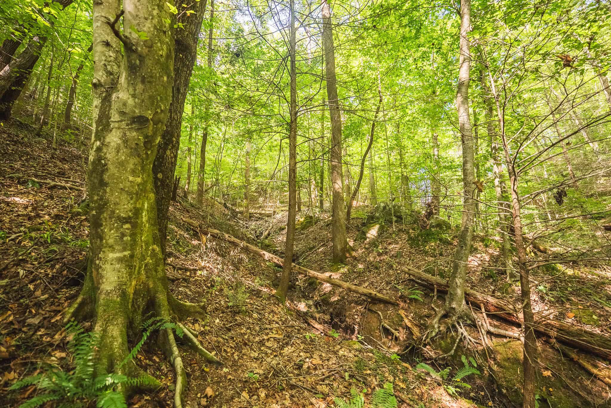 89.608 Acres | Claiborne County, TN | Adjoins Cumberland Trail – Auction