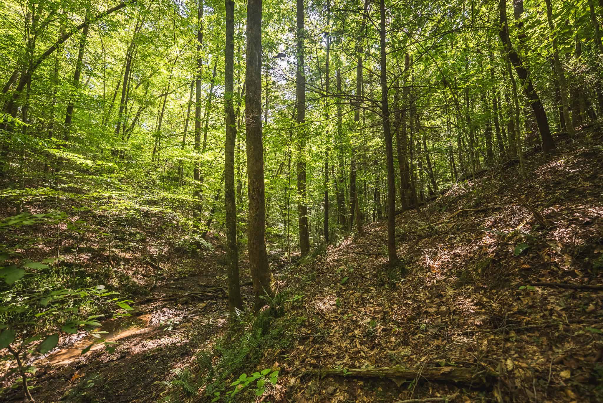 89.608 Acres | Claiborne County, TN | Adjoins Cumberland Trail – Auction