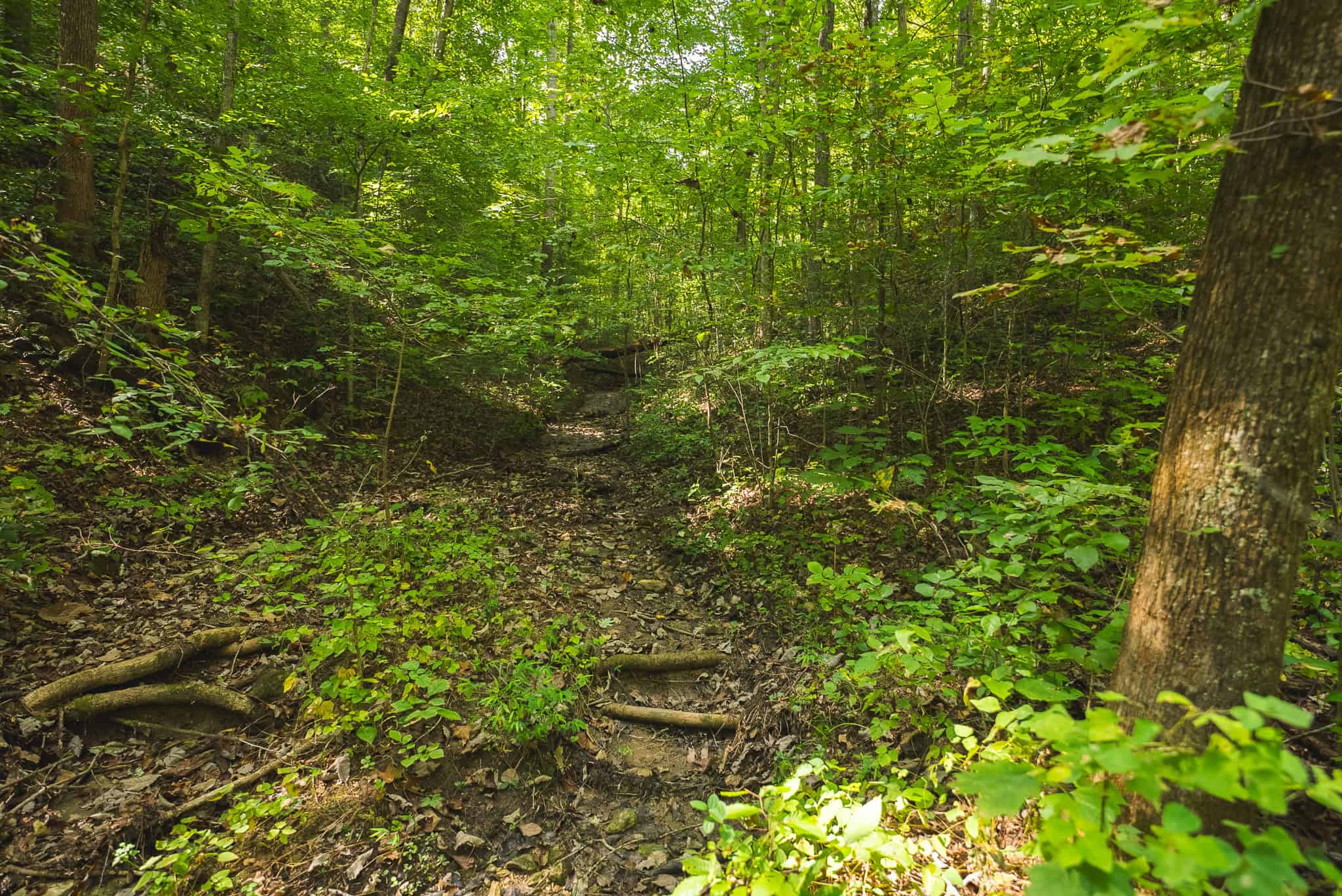 Unrestricted Riverfront Land in Hawkins County, TN-Holston River