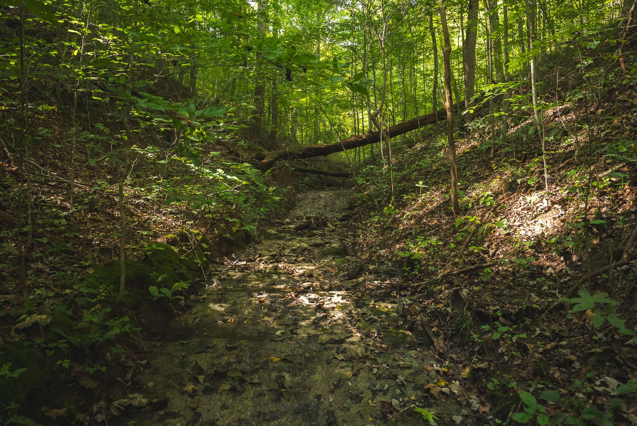 Unrestricted Riverfront Land in Hawkins County, TN-Holston River