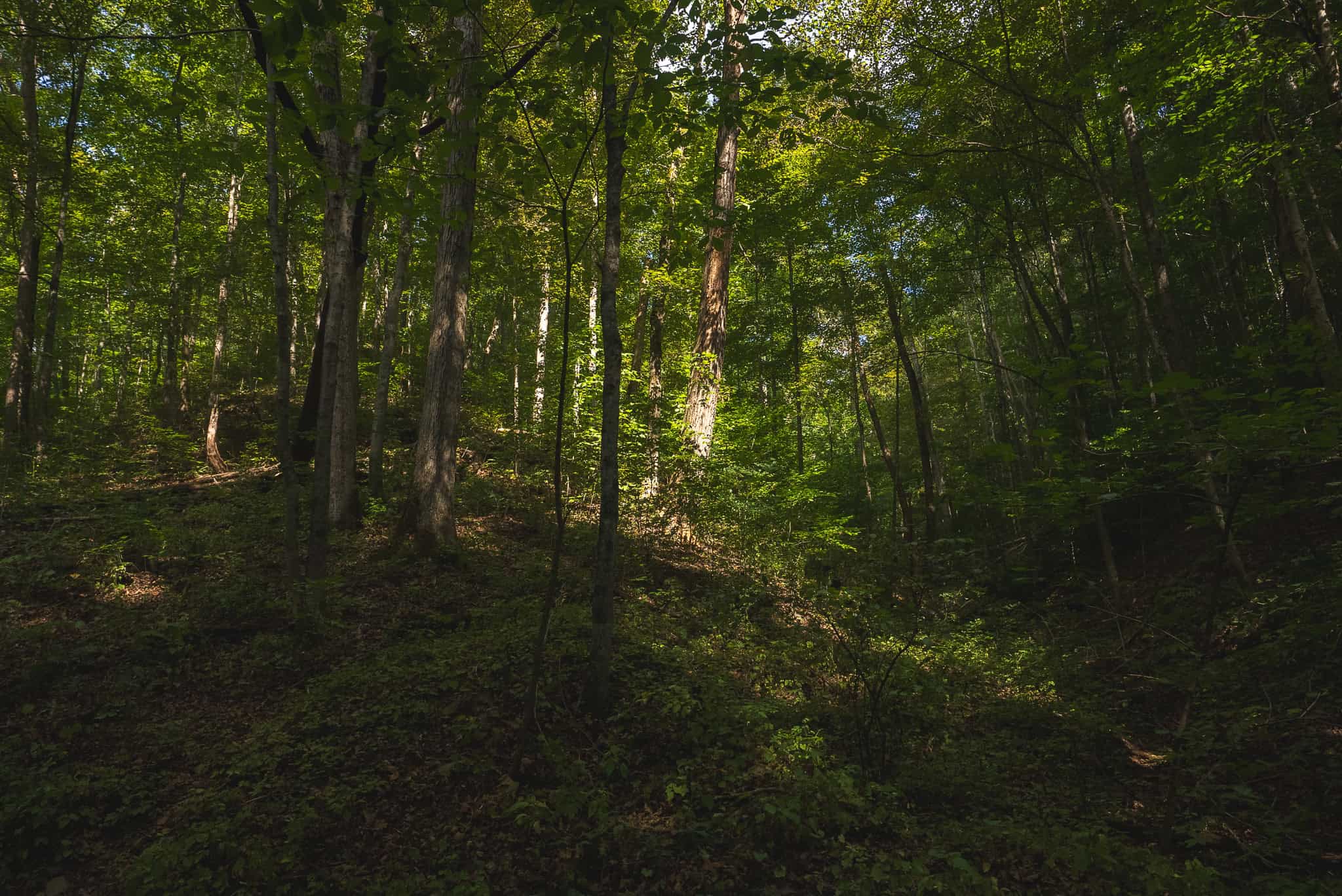 Unrestricted Riverfront Land in Hawkins County, TN-Holston River