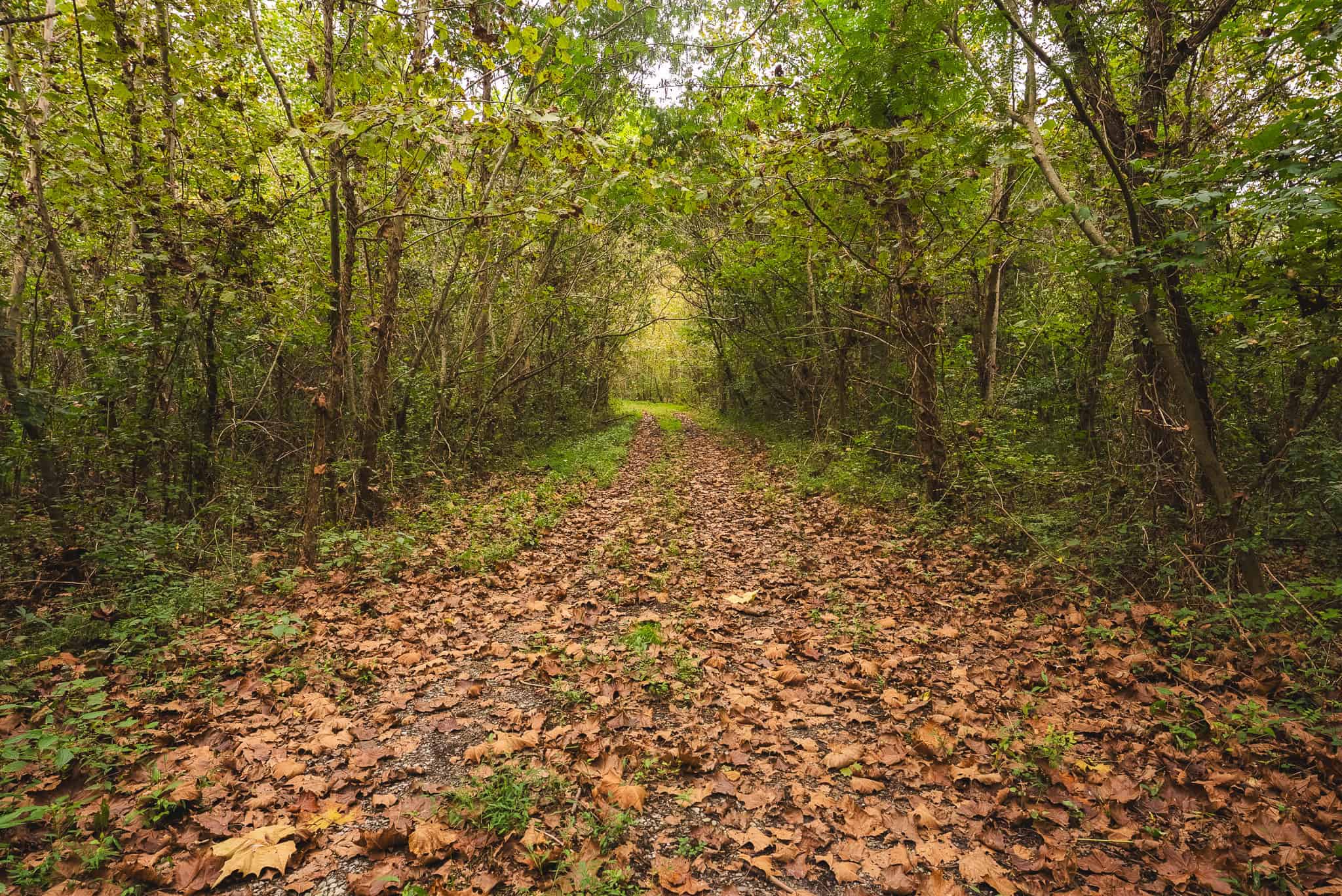 Auction-East Tennessee Hunting Land-Hawkins County-Creek Springs