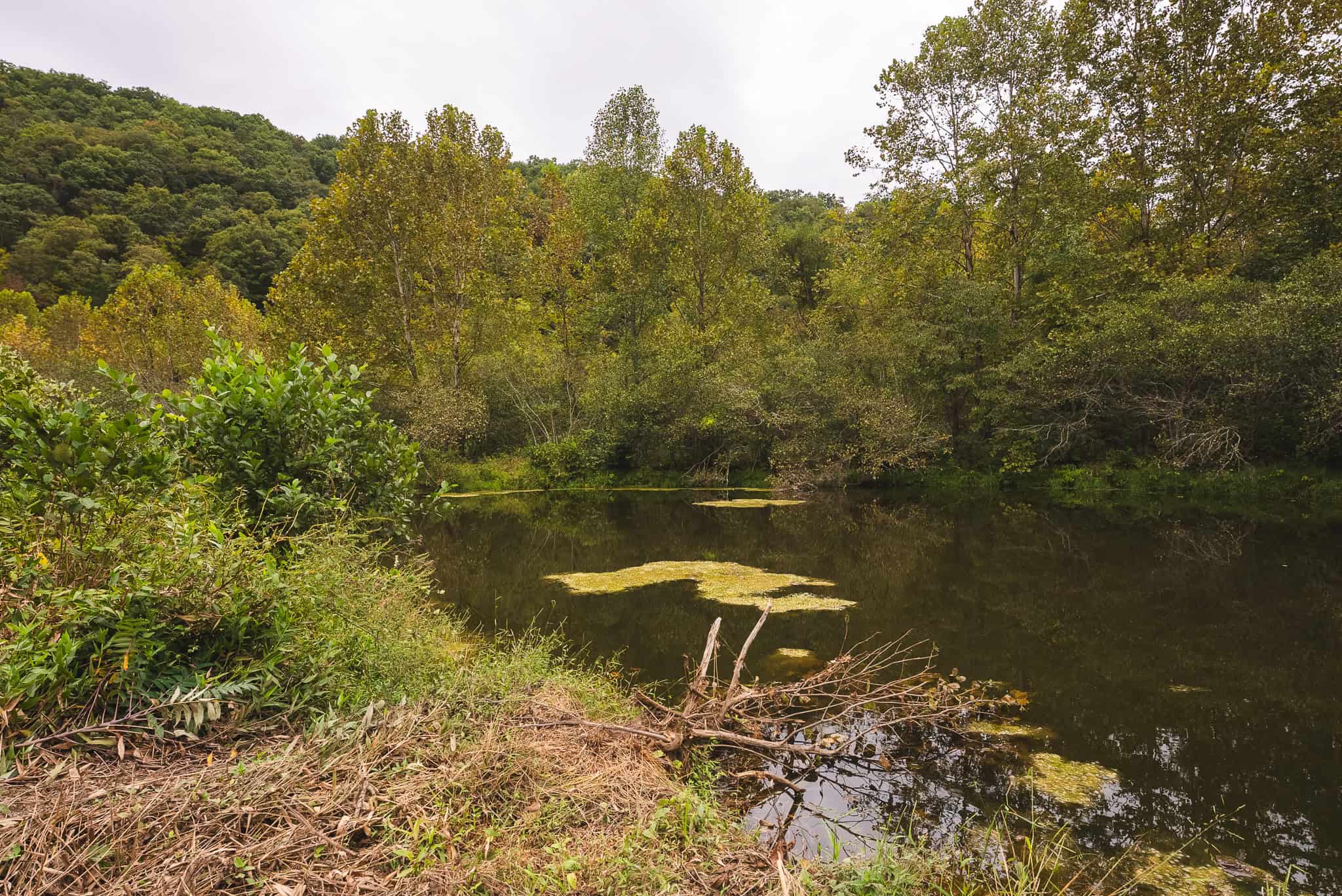 Auction-East Tennessee Hunting Land-Hawkins County-Creek Springs