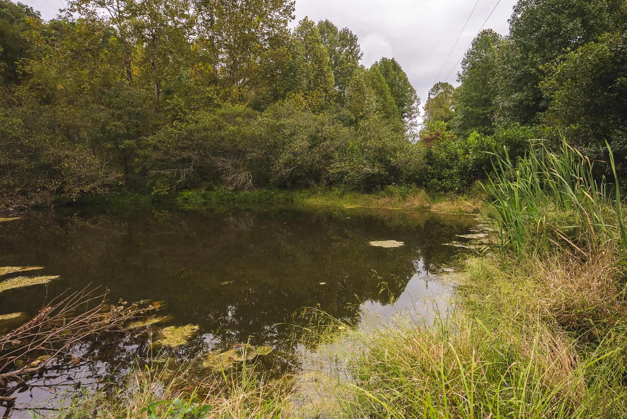 Auction-East Tennessee Hunting Land-Hawkins County-Creek Springs
