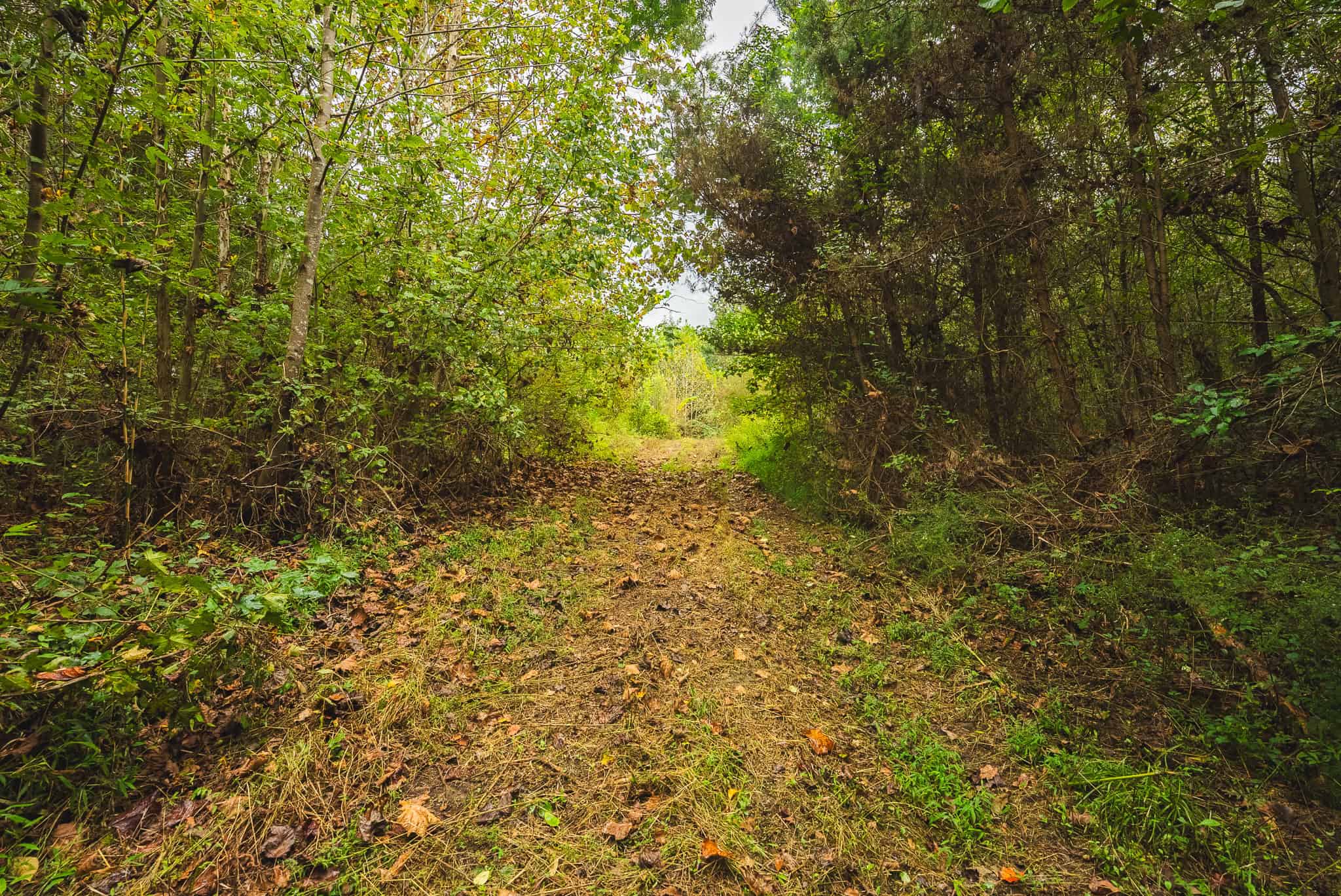 Auction-East Tennessee Hunting Land-Hawkins County-Creek Springs