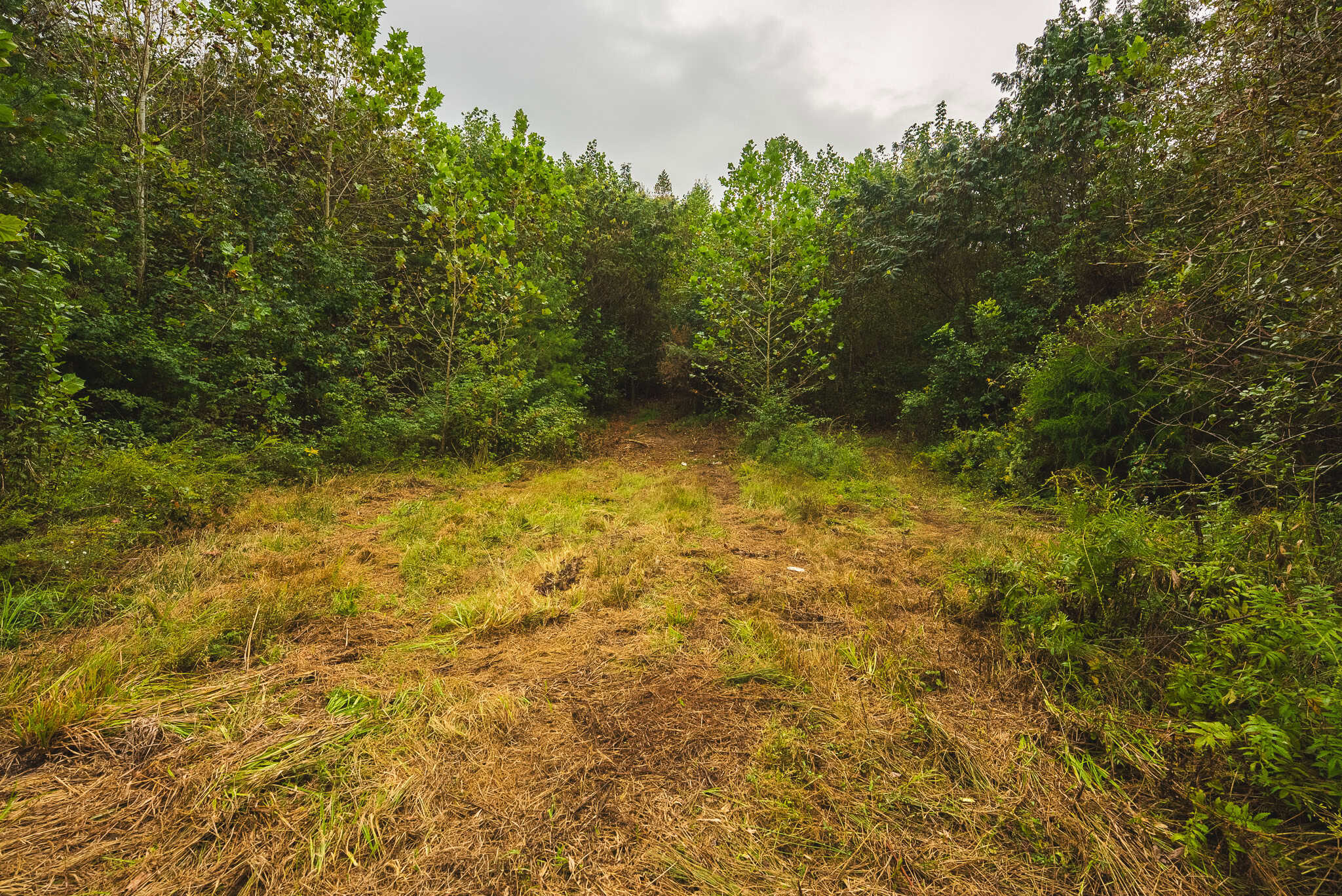 Auction-East Tennessee Hunting Land-Hawkins County-Creek Springs