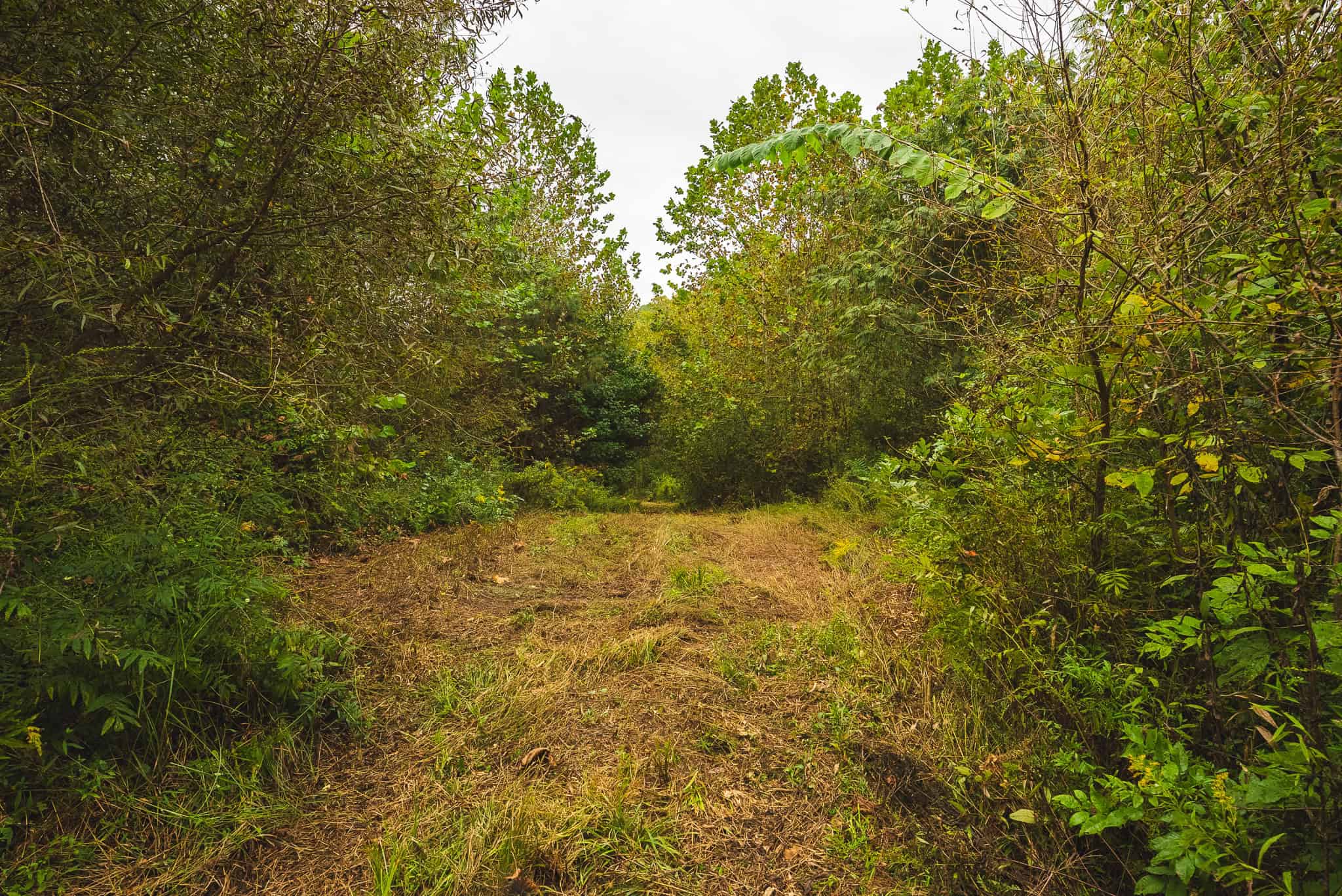 Auction-East Tennessee Hunting Land-Hawkins County-Creek Springs