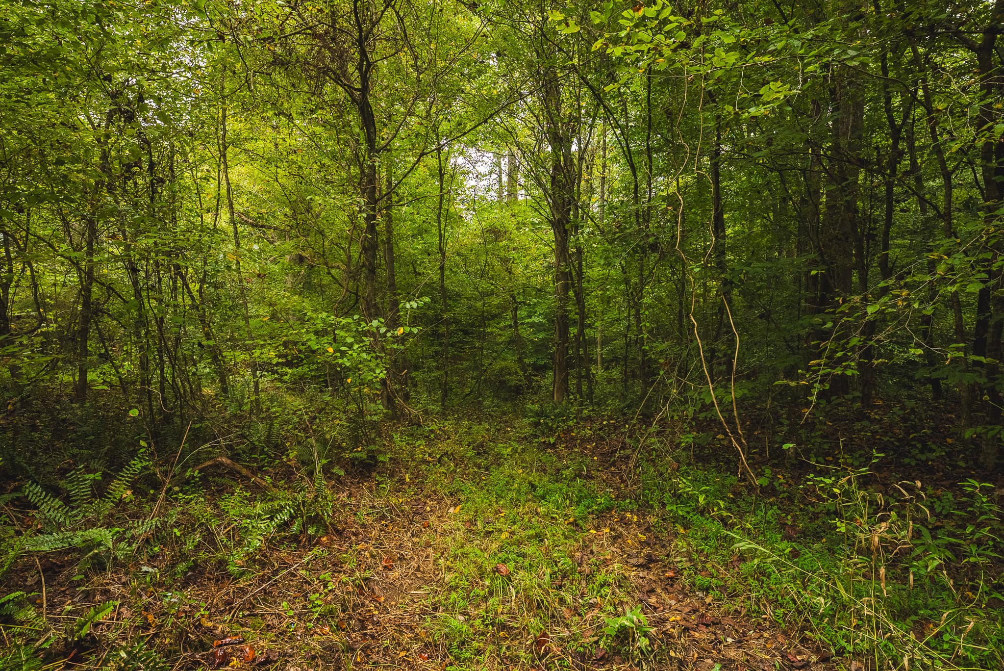 Auction-East Tennessee Hunting Land-Hawkins County-Creek Springs