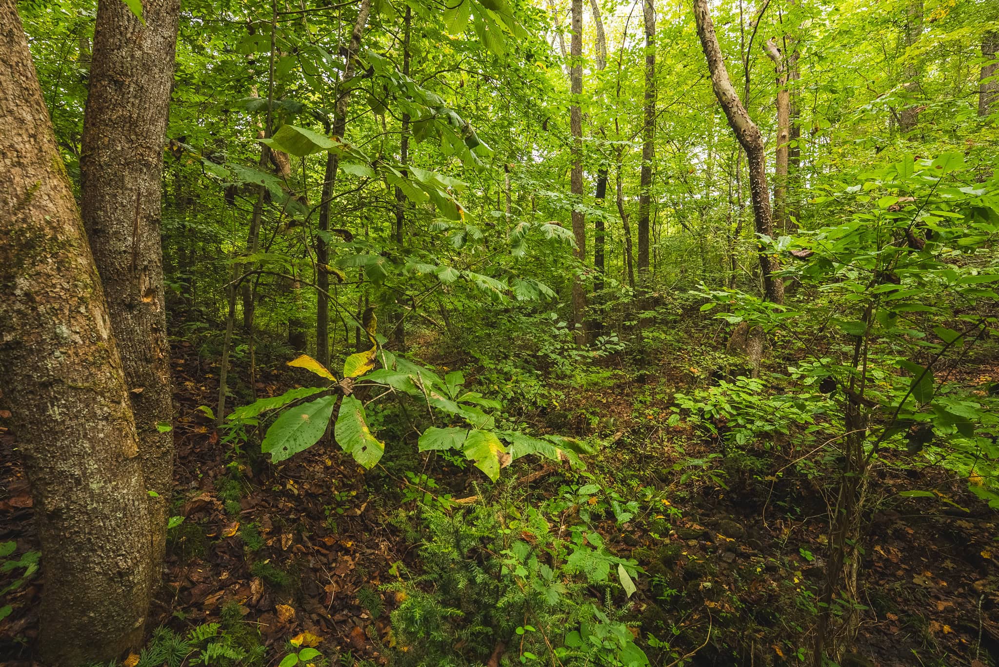 Auction-East Tennessee Hunting Land-Hawkins County-Creek Springs