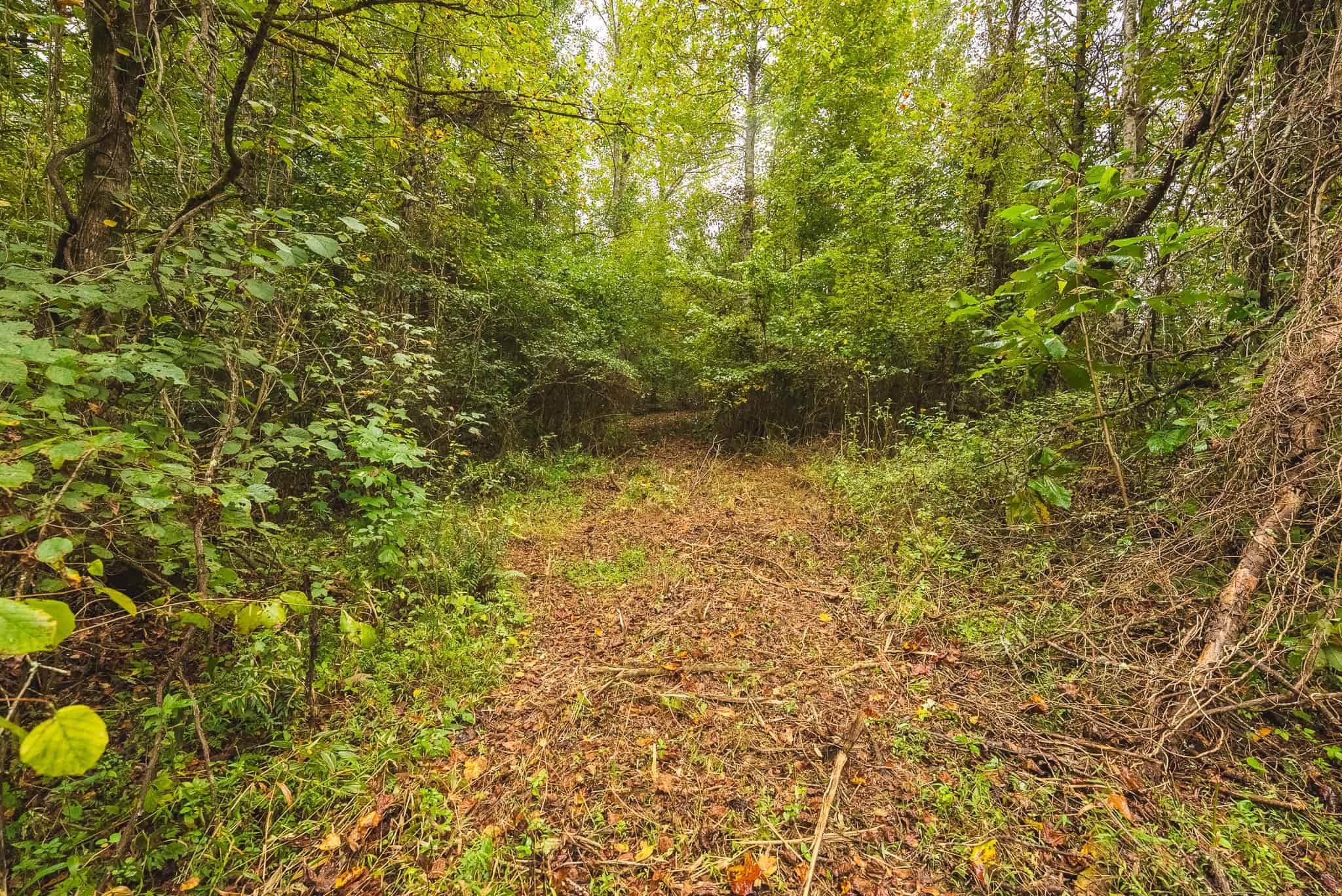 Auction-East Tennessee Hunting Land-Hawkins County-Creek Springs