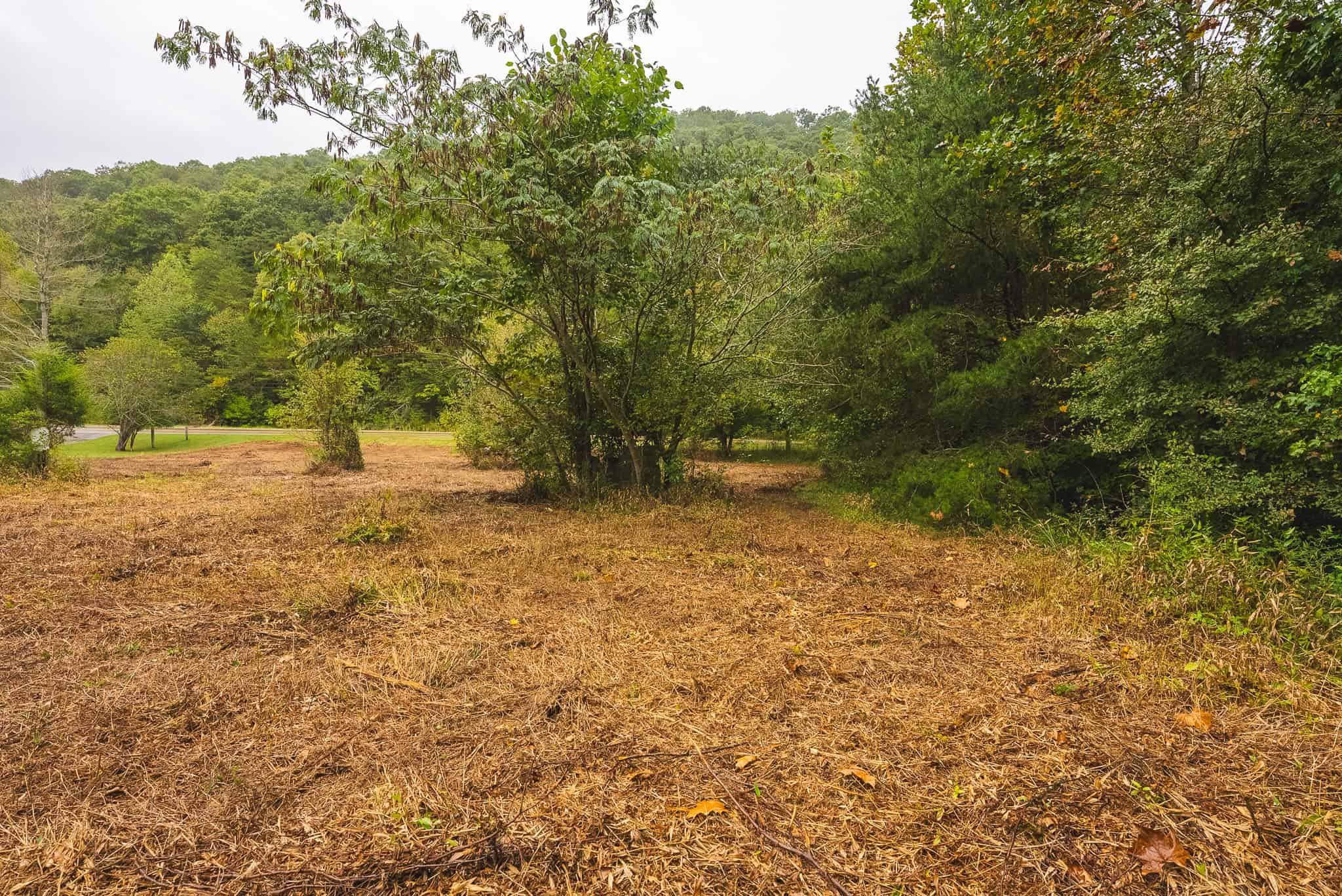 Auction-East Tennessee Hunting Land-Hawkins County-Creek Springs